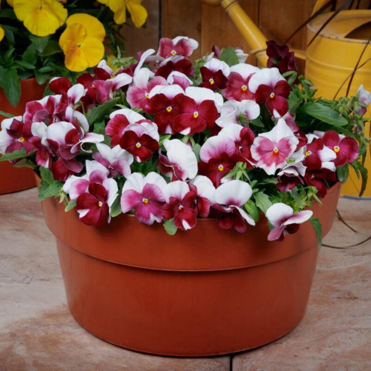 Pansy 'Raspberry Blush' Viola X Wittrockiana Seeds, 25+ seeds