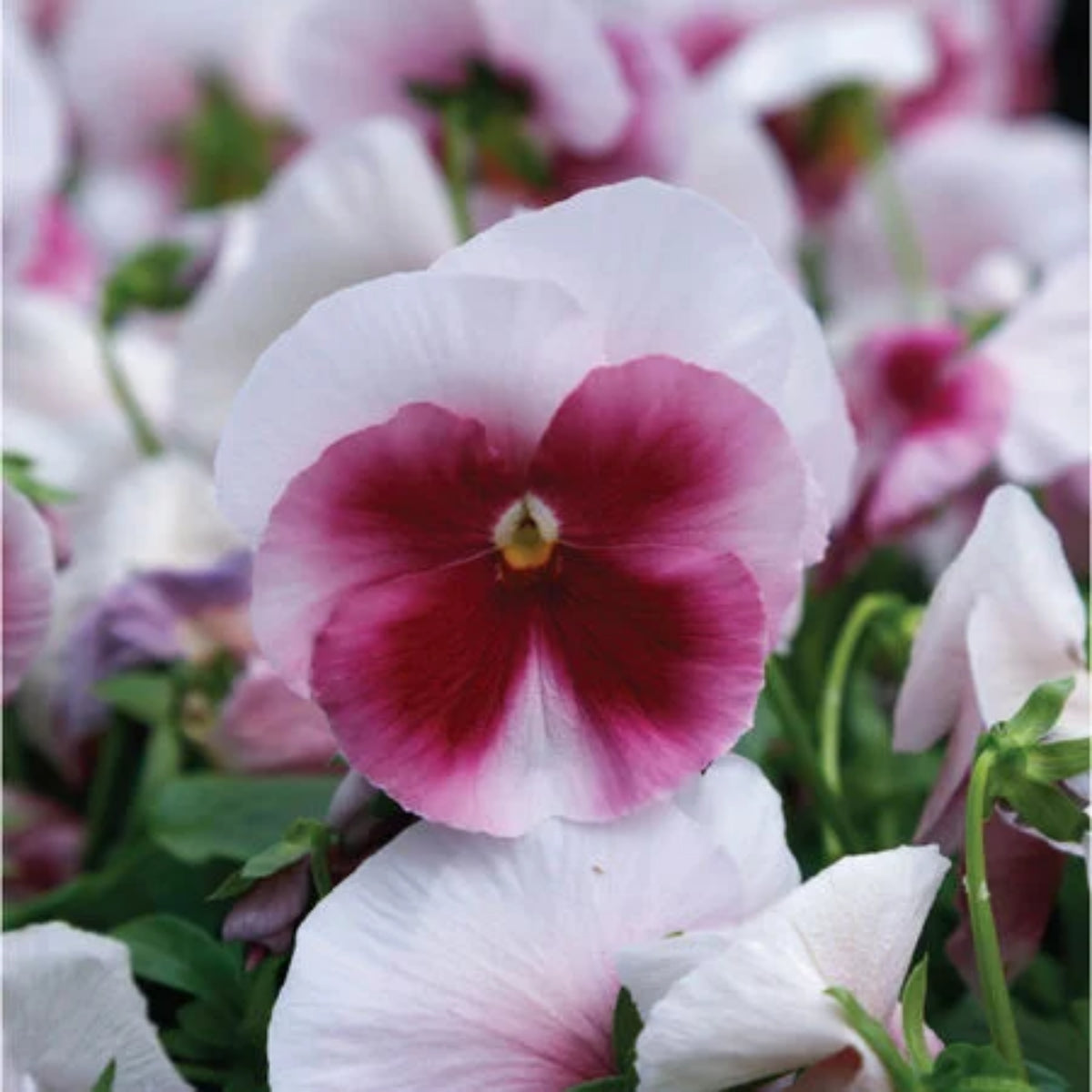 Pansy 'Raspberry Blush' Viola X Wittrockiana Seeds, 25+ seeds