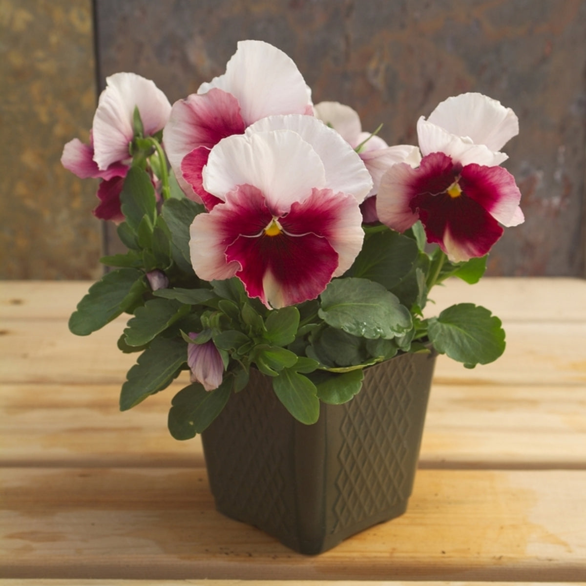 Pansy 'Raspberry Blush' Viola X Wittrockiana Seeds, 25+ seeds