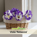25+ Seeds| Viola 'Rebecca' Seeds - Cold Resistant - Open-Pollinating - Draft Resistant - Plant in late Spring/early Summer #233