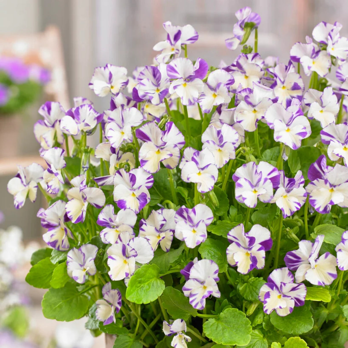 Viola 'Rebecca' Seeds - Cold Resistant, Drought Resistant, 25+ seeds