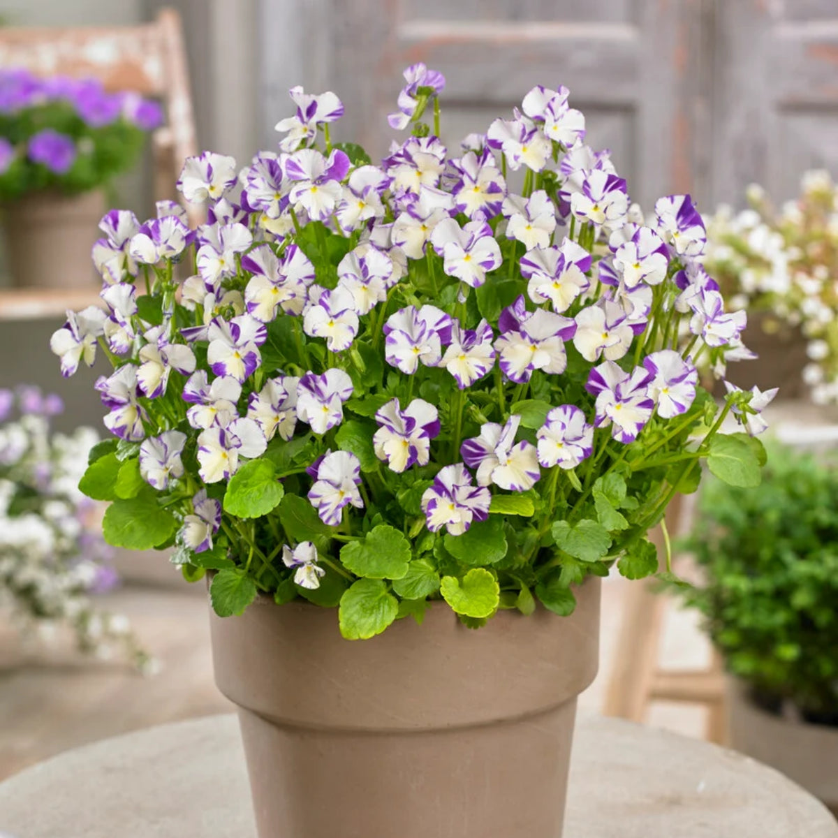 Viola 'Rebecca' Seeds - Cold Resistant, Drought Resistant, 25+ seeds