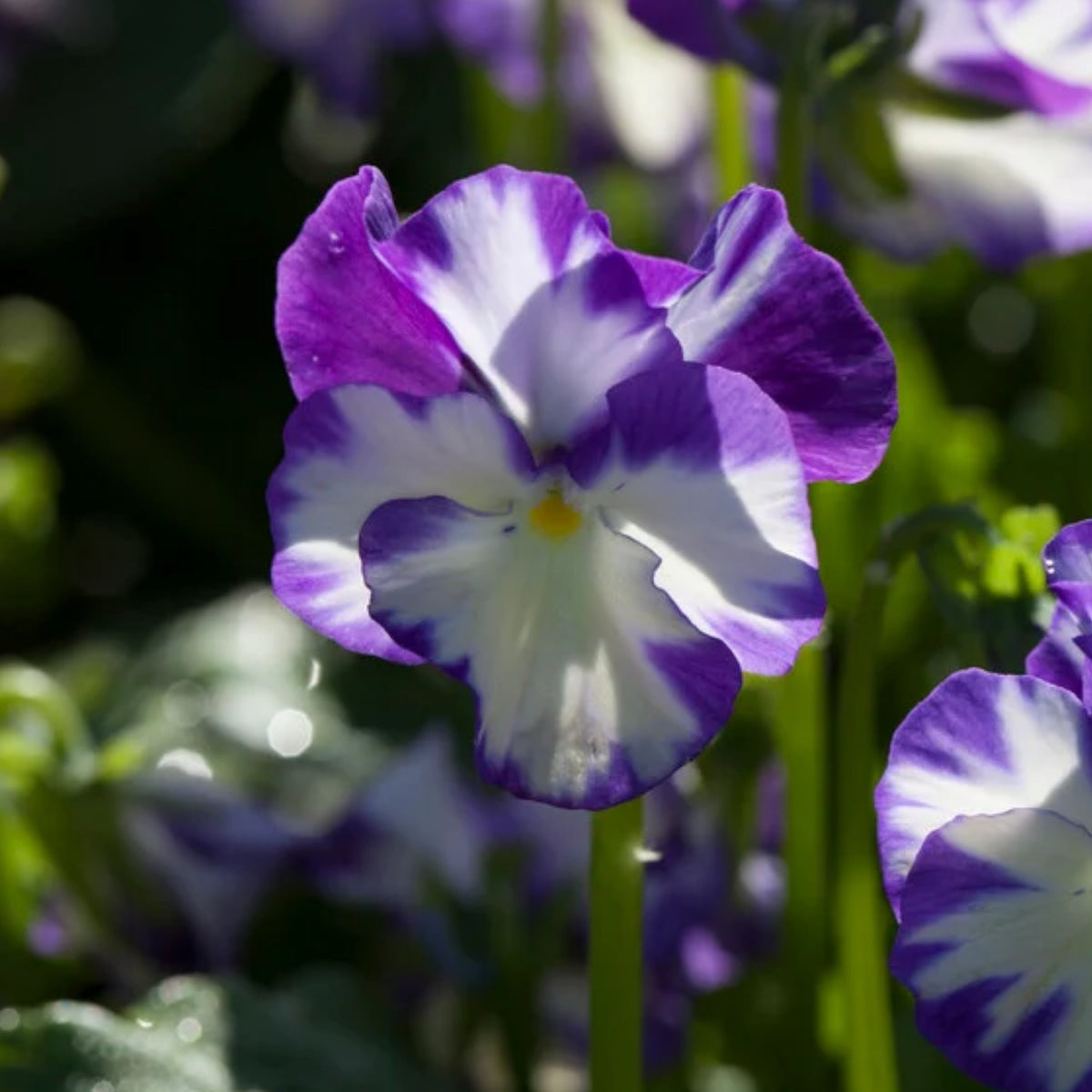 Viola 'Rebecca' Seeds - Cold Resistant, Drought Resistant, 25+ seeds
