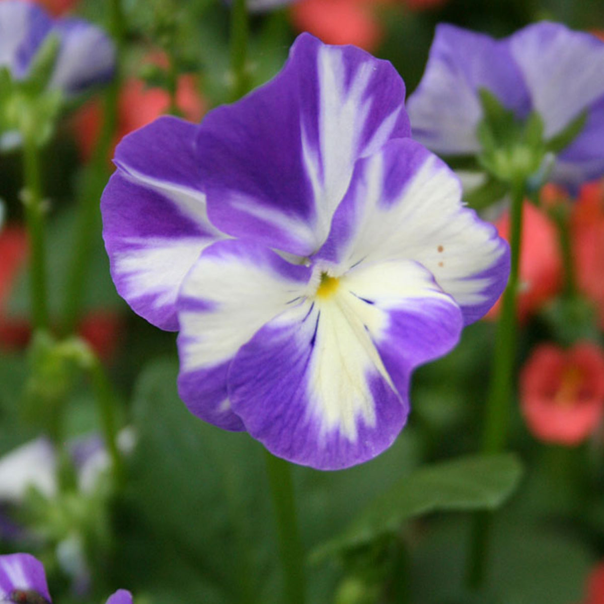 Viola 'Rebecca' Seeds - Cold Resistant, Drought Resistant, 25+ seeds