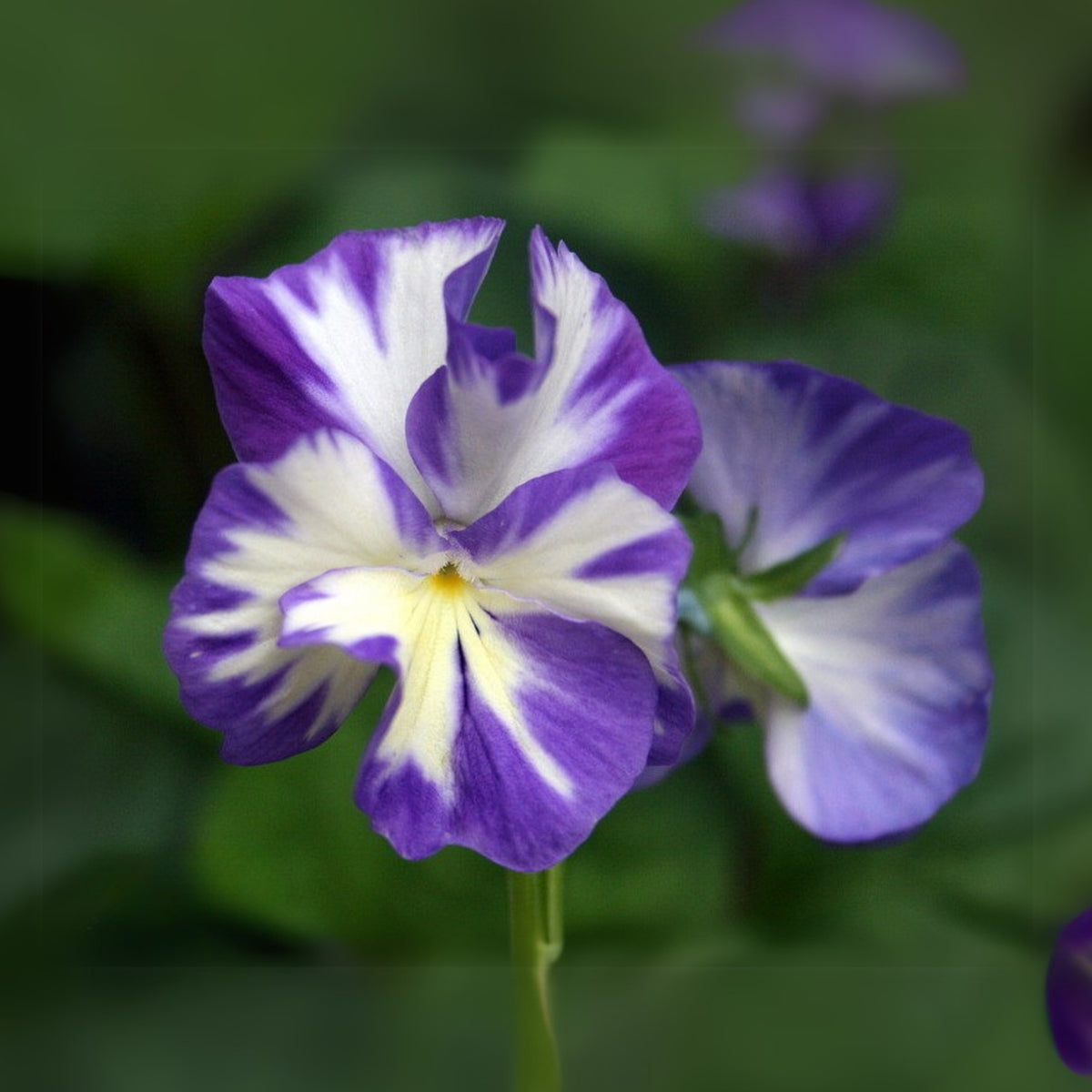 Viola 'Rebecca' Seeds - Cold Resistant, Drought Resistant, 25+ seeds