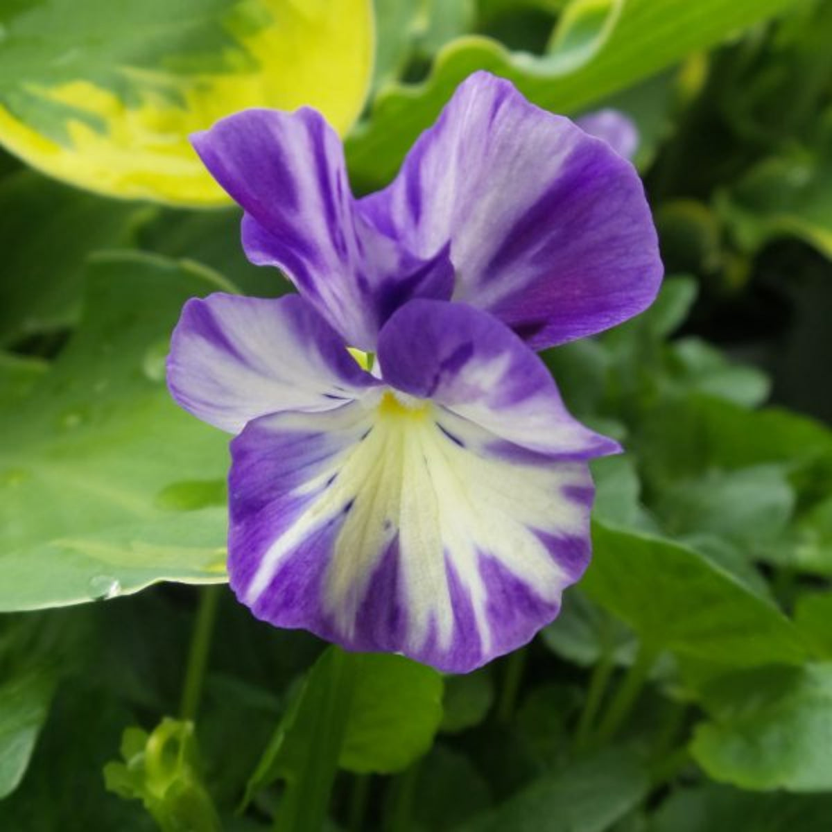 Viola 'Rebecca' Seeds - Cold Resistant, Drought Resistant, 25+ seeds