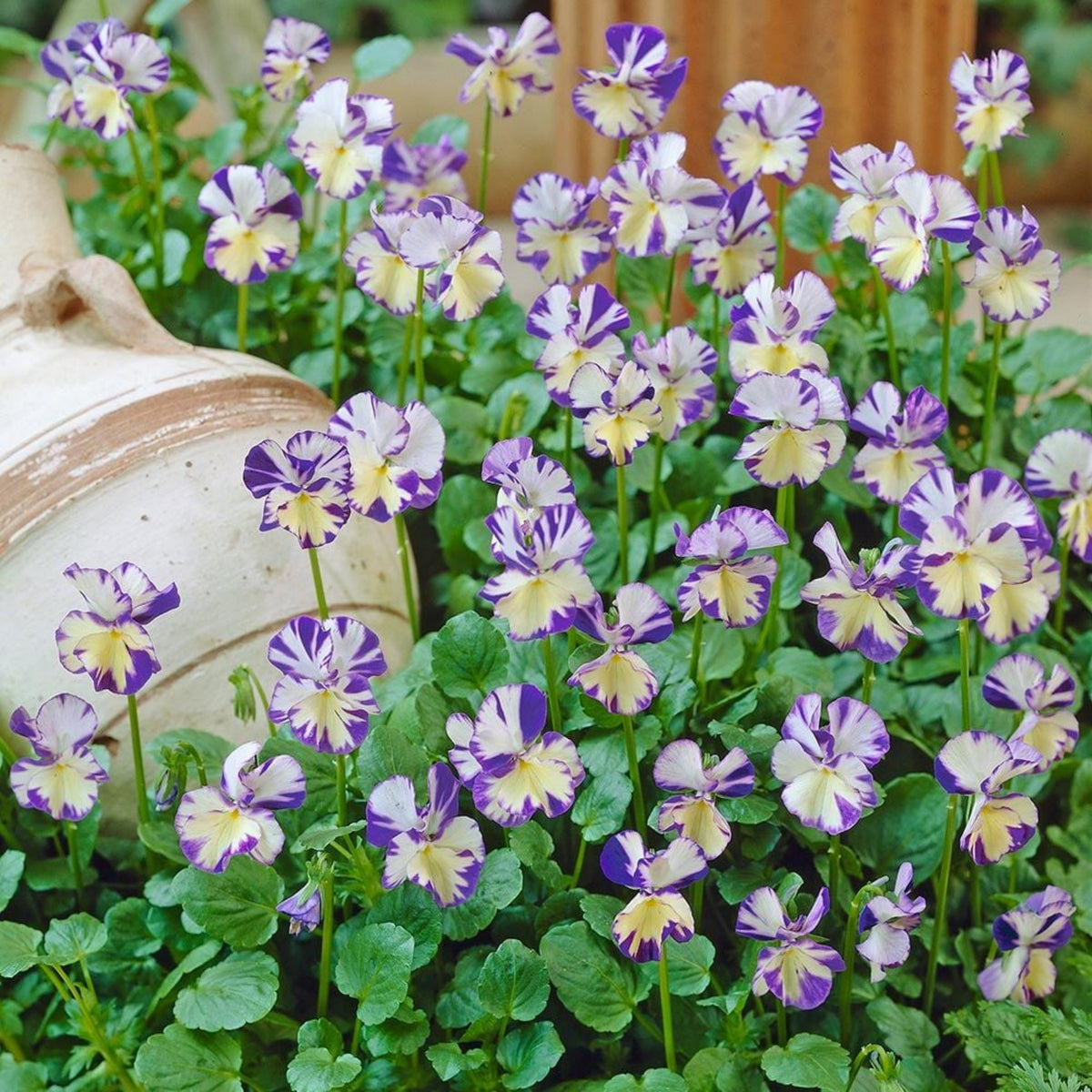 Viola 'Rebecca' Seeds - Cold Resistant, Drought Resistant, 25+ seeds