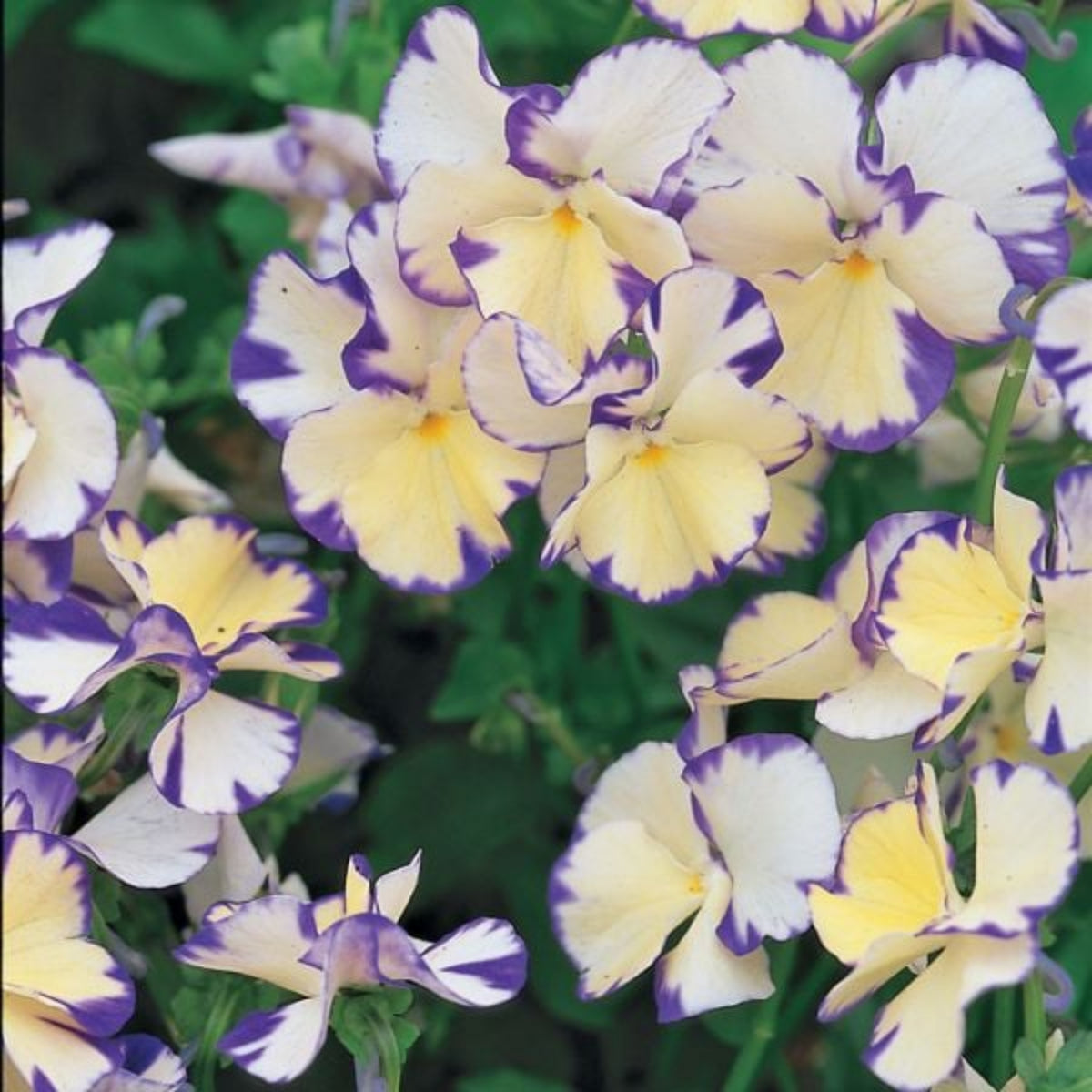 Viola 'Rebecca' Seeds - Cold Resistant, Drought Resistant, 25+ seeds
