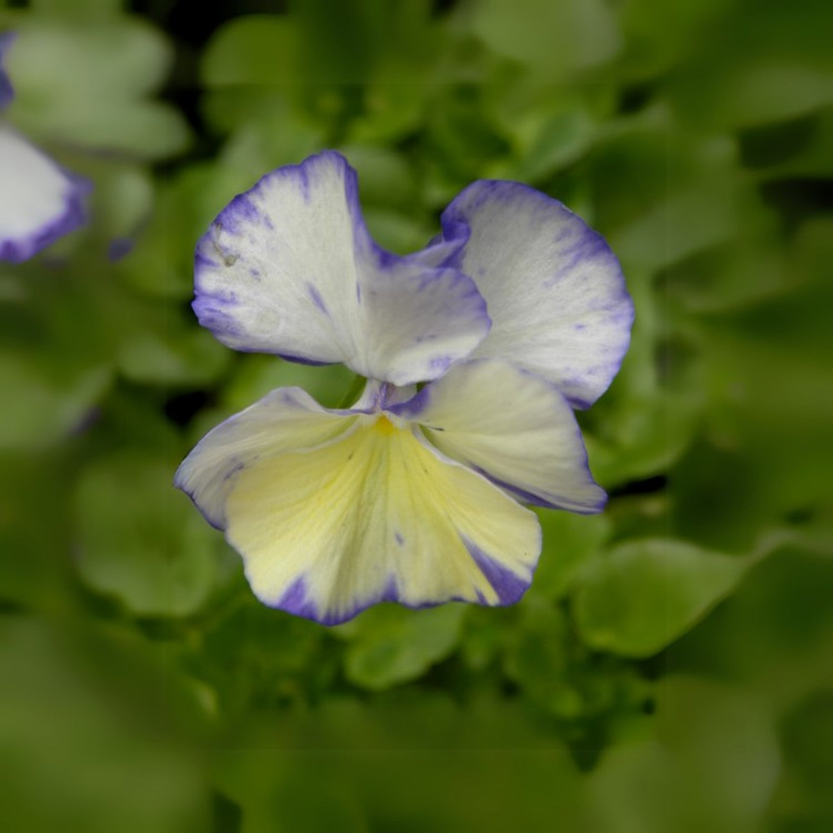 Viola 'Rebecca' Seeds - Cold Resistant, Drought Resistant, 25+ seeds