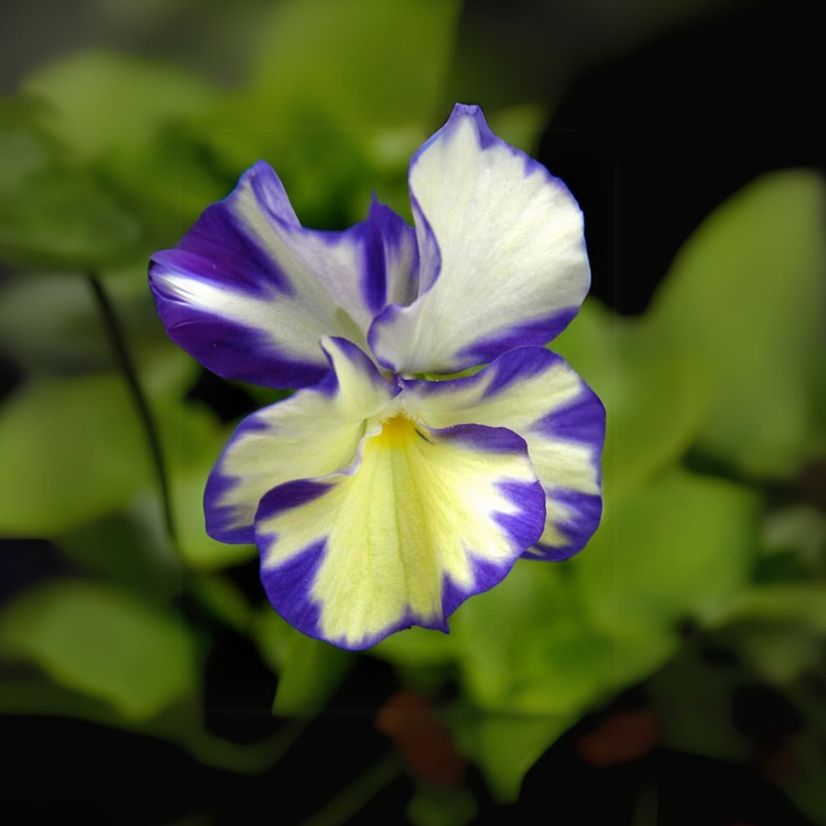 Viola 'Rebecca' Seeds - Cold Resistant, Drought Resistant, 25+ seeds