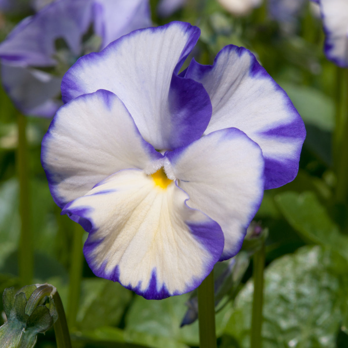 Viola 'Rebecca' Seeds - Cold Resistant, Drought Resistant, 25+ seeds