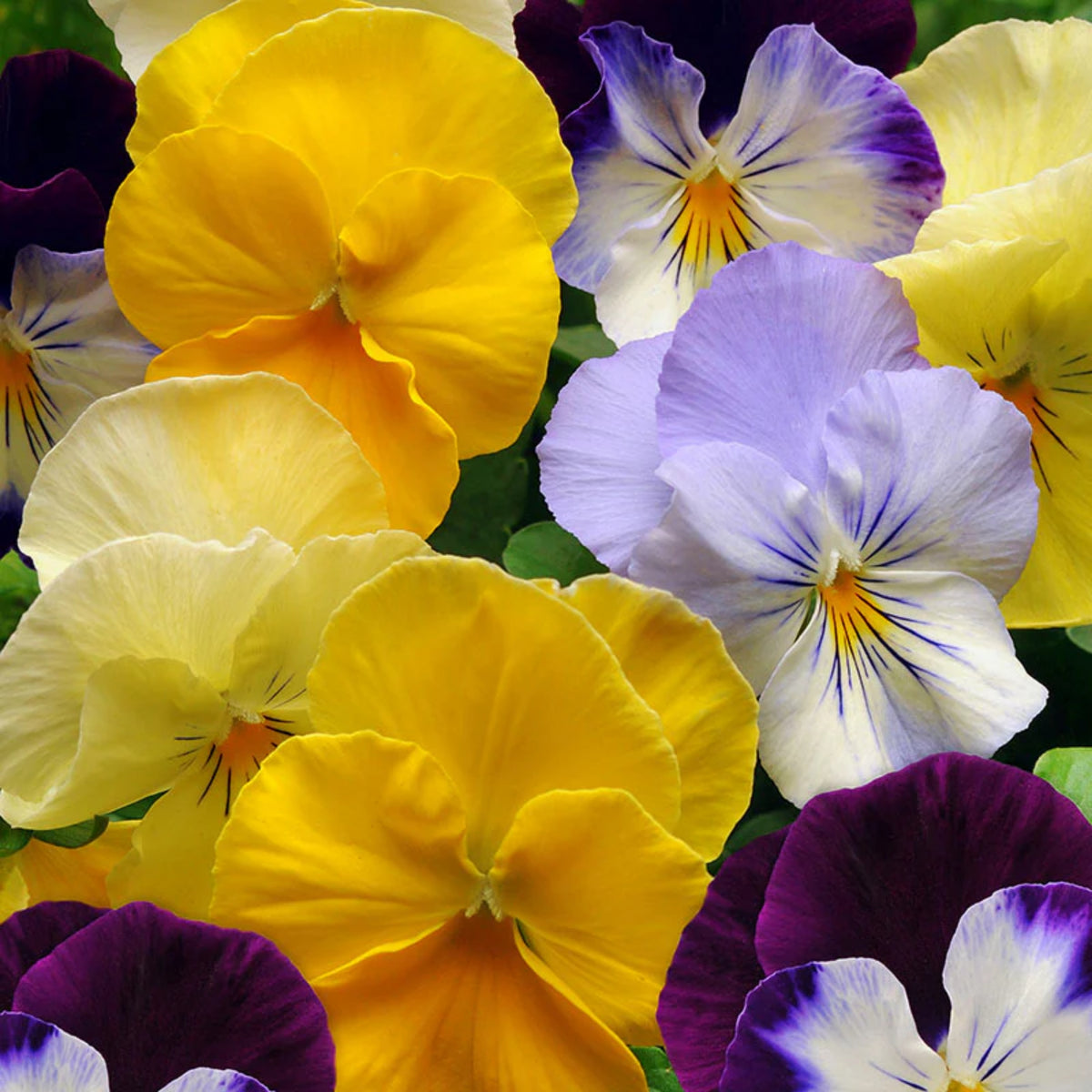 Pansy Cool Wave Mix Seeds - Cold Resistant, 25+ seeds