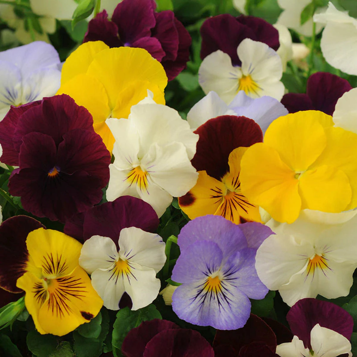 Pansy Cool Wave Mix Seeds - Cold Resistant, 25+ seeds