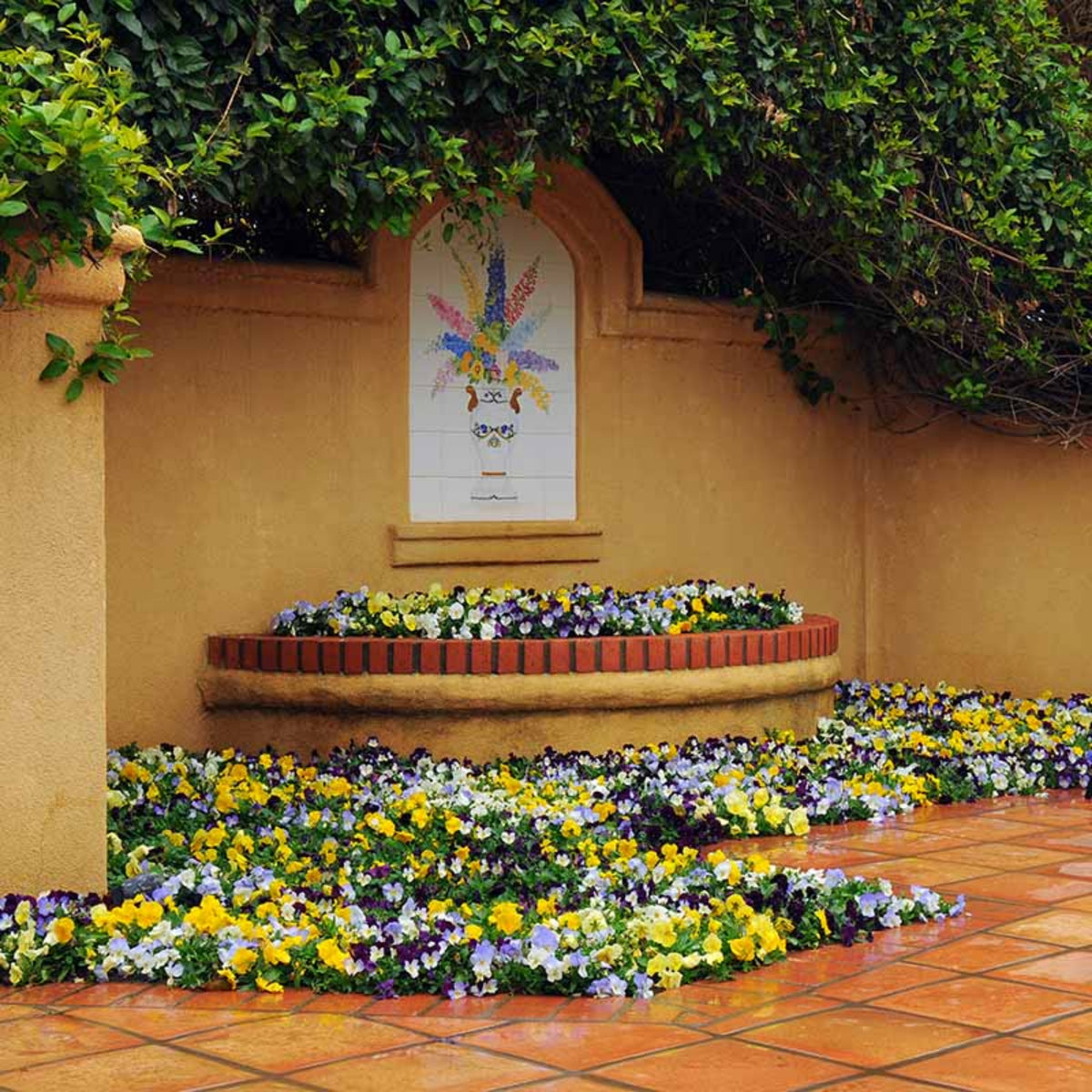 Pansy Cool Wave Mix Seeds - Cold Resistant, 25+ seeds