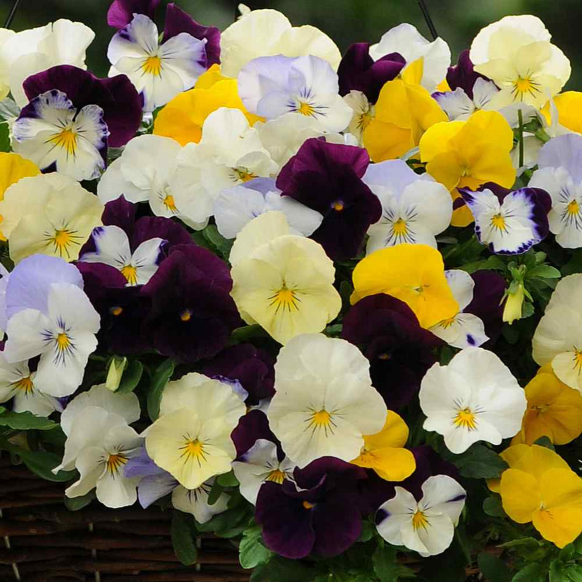 Pansy Cool Wave Mix Seeds - Cold Resistant, 25+ seeds