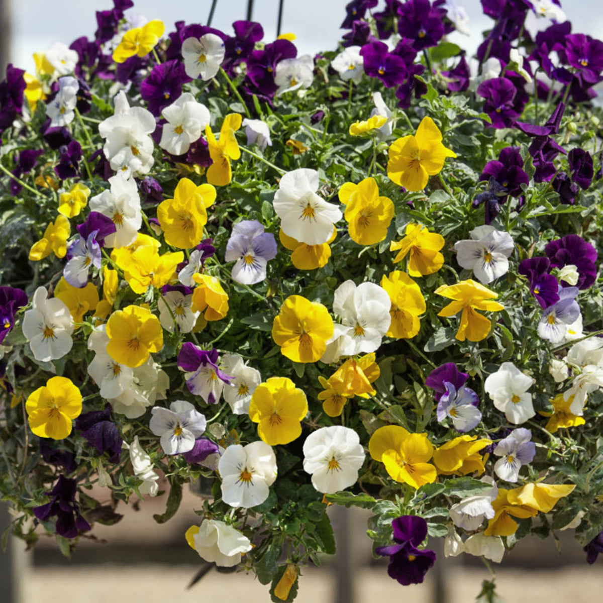 Pansy Cool Wave Mix Seeds - Cold Resistant, 25+ seeds