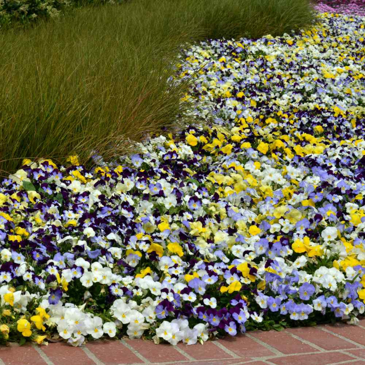 Pansy Cool Wave Mix Seeds - Cold Resistant, 25+ seeds