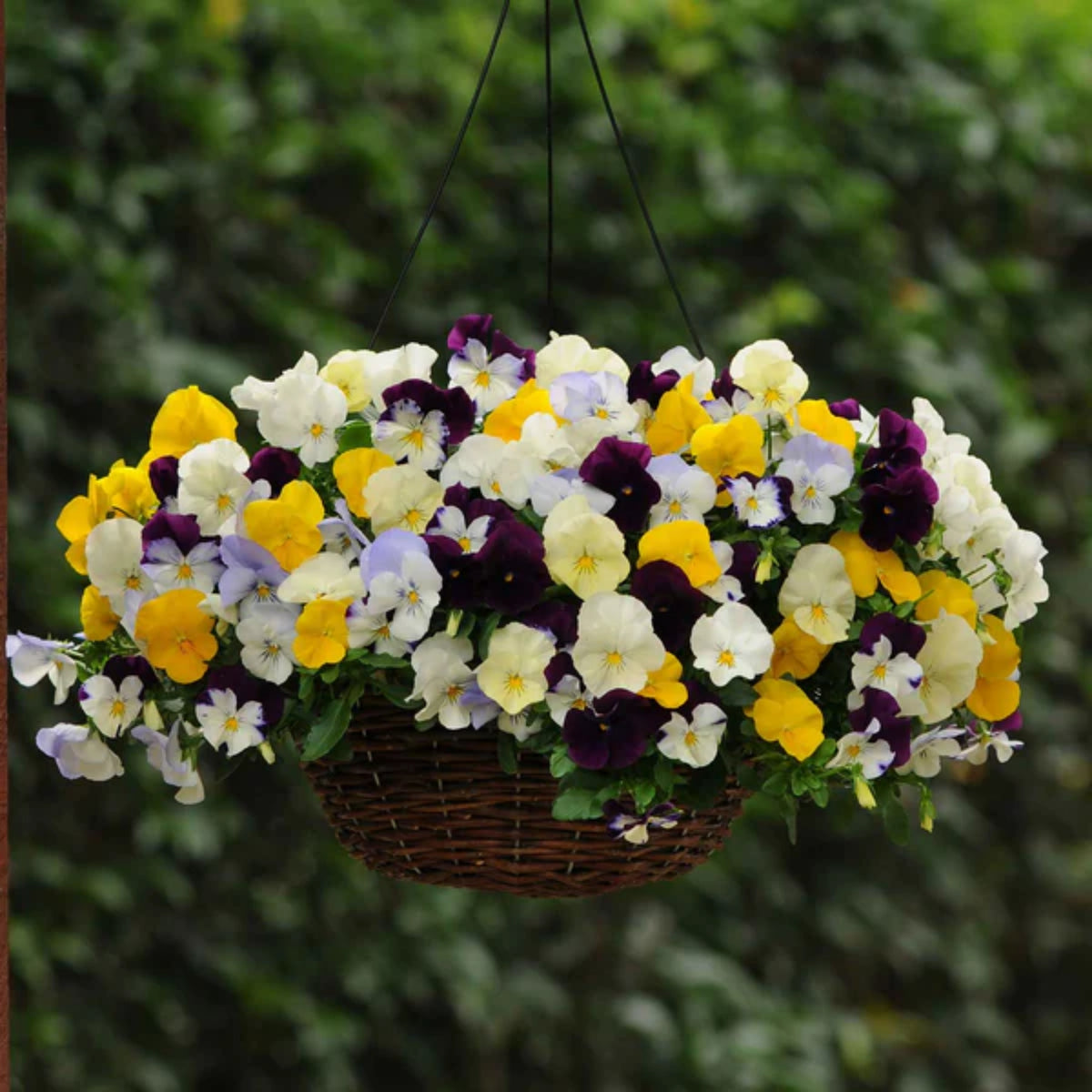 Pansy Cool Wave Mix Seeds - Cold Resistant, 25+ seeds