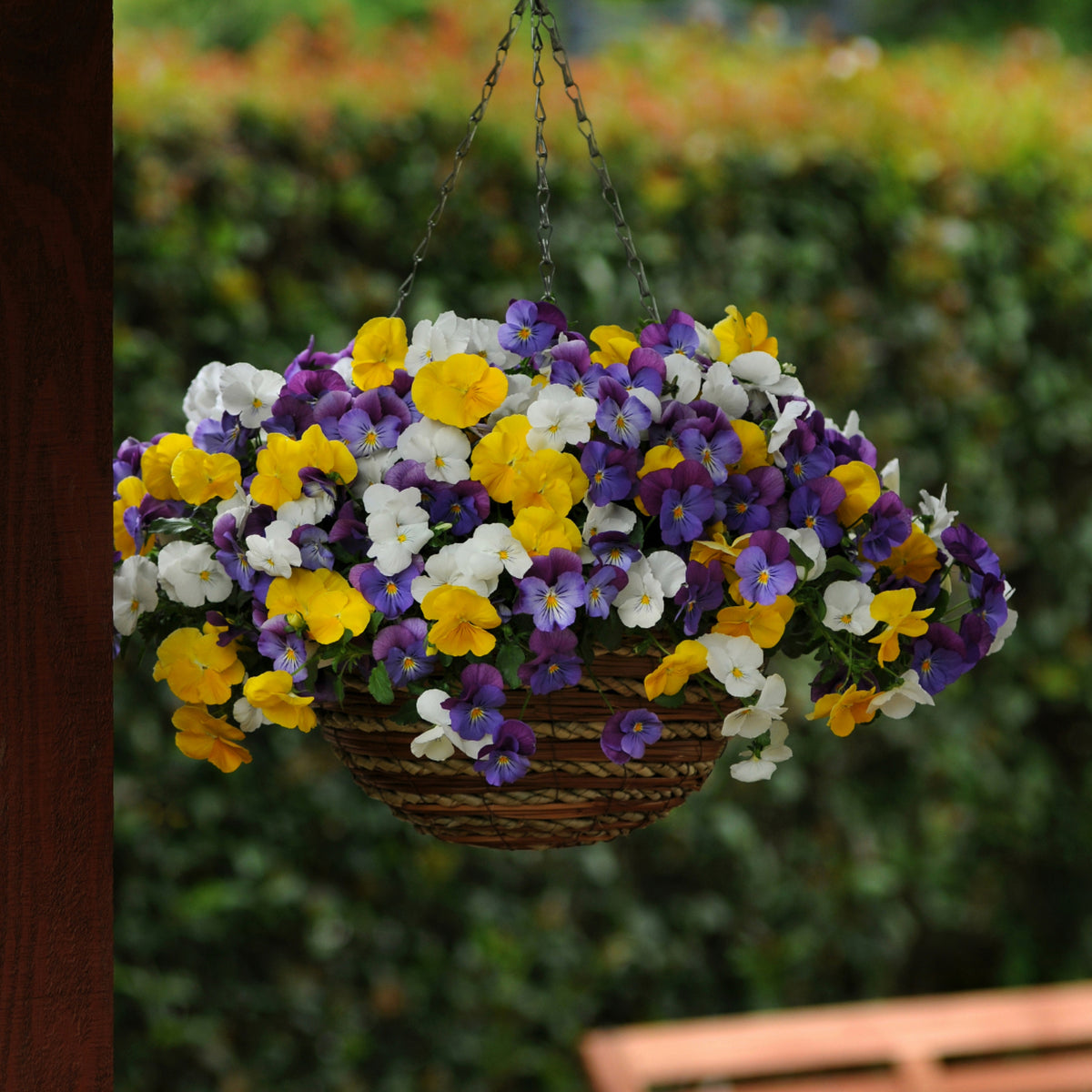 Pansy Cool Wave Mix Seeds - Cold Resistant, 25+ seeds