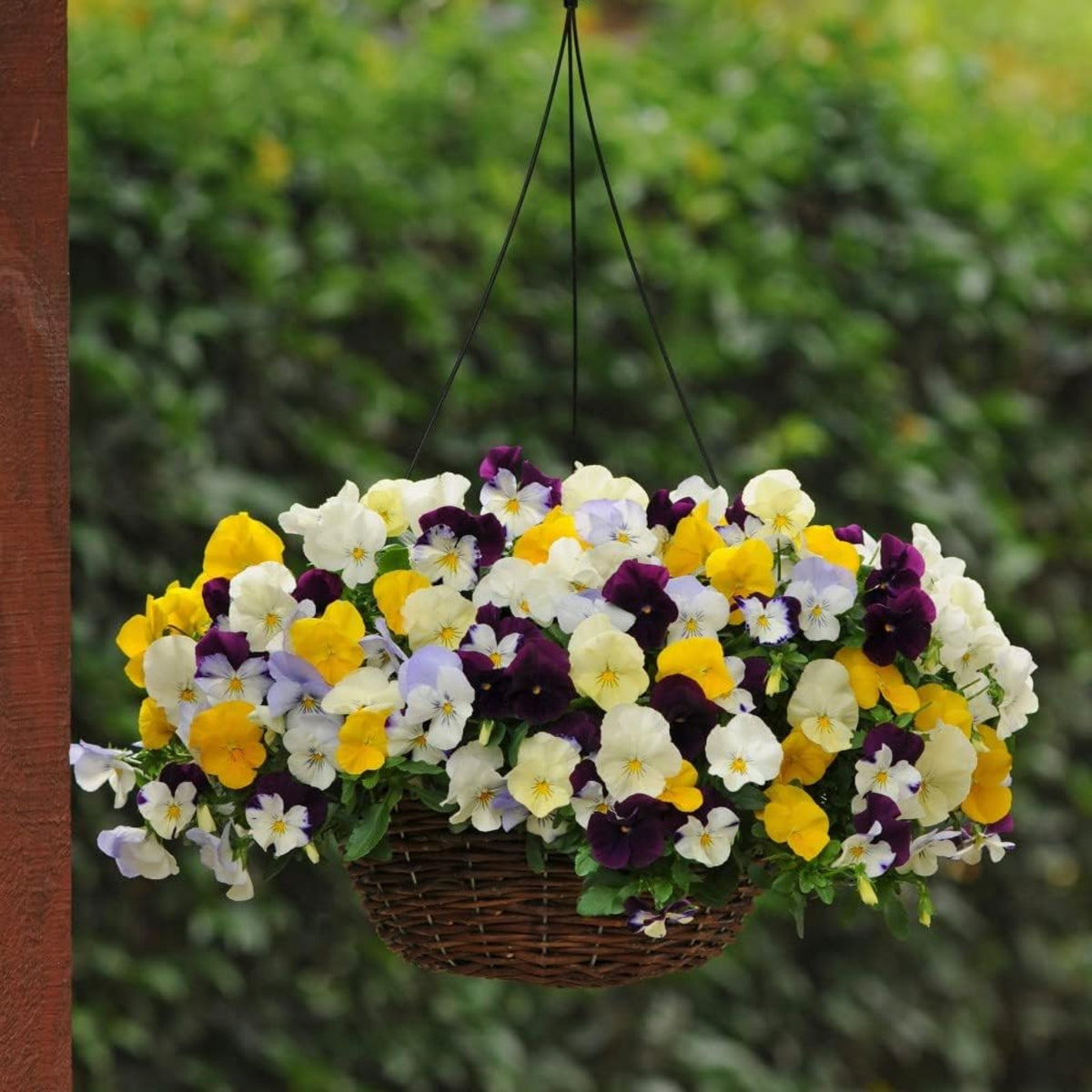 Pansy Cool Wave Mix Seeds - Cold Resistant, 25+ seeds
