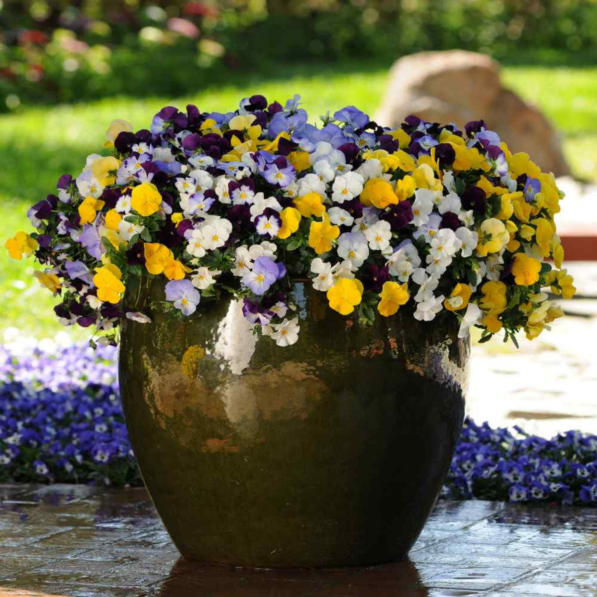 Pansy Cool Wave Mix Seeds - Cold Resistant, 25+ seeds