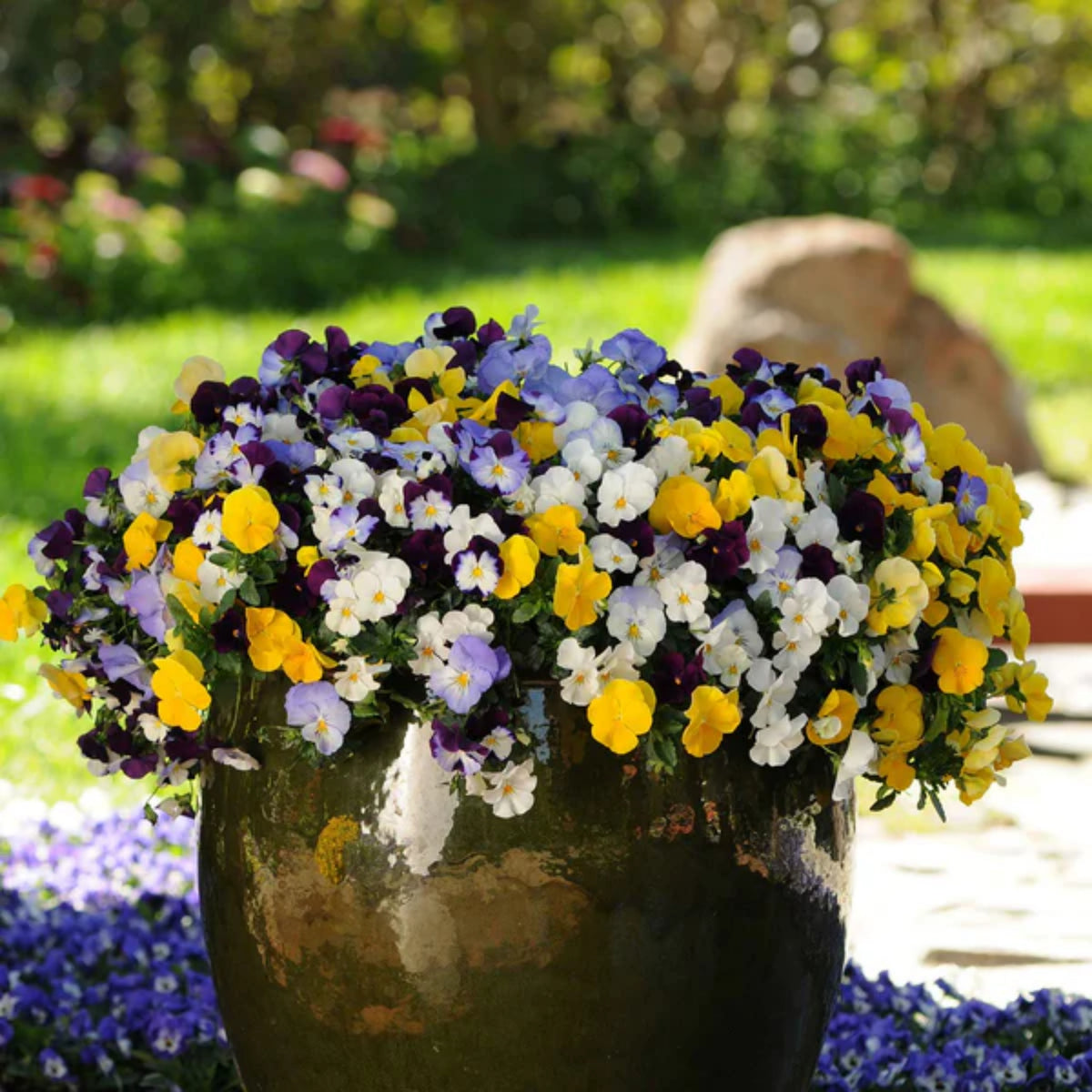 Pansy Cool Wave Mix Seeds - Cold Resistant, 25+ seeds