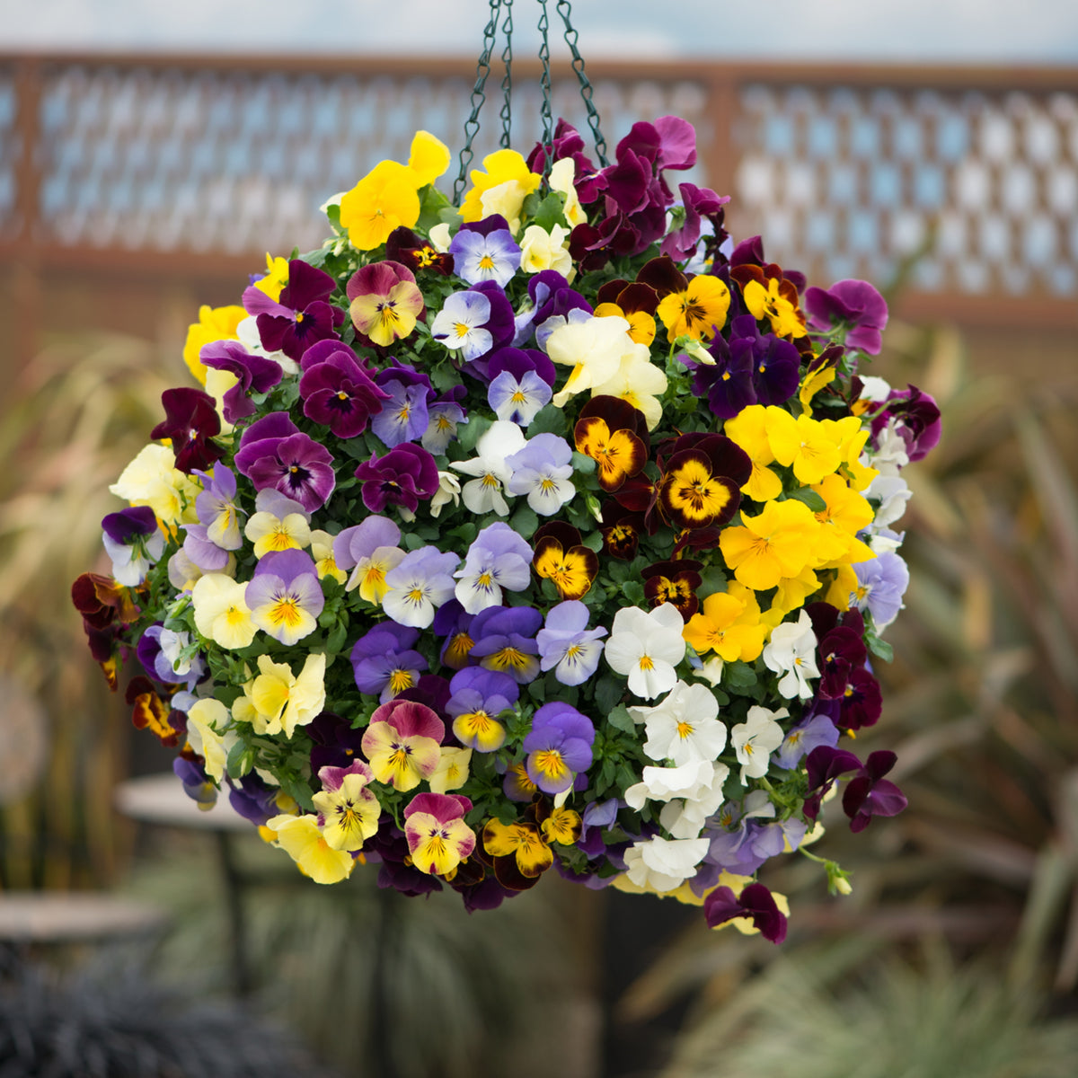 Pansy Cool Wave Mix Seeds - Cold Resistant, 25+ seeds