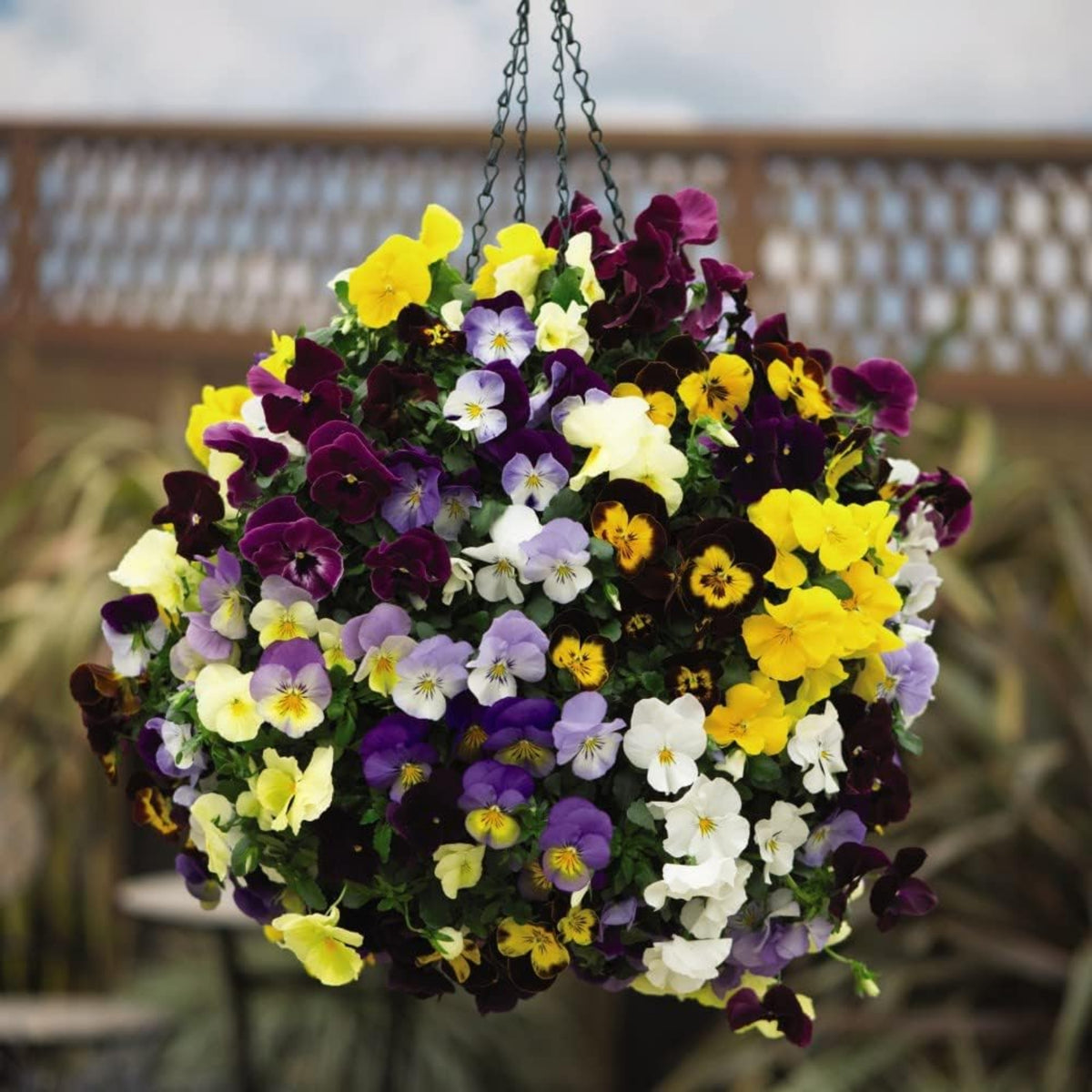 Pansy Cool Wave Mix Seeds - Cold Resistant, 25+ seeds