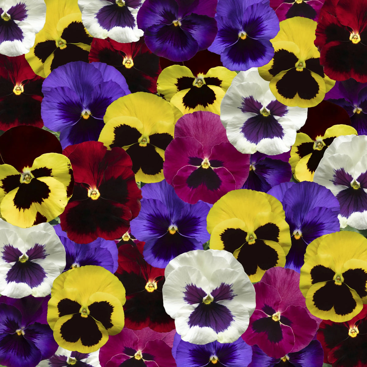 Pansy Delta Premium Mix Seeds - Cold Resistant, 25+ seeds