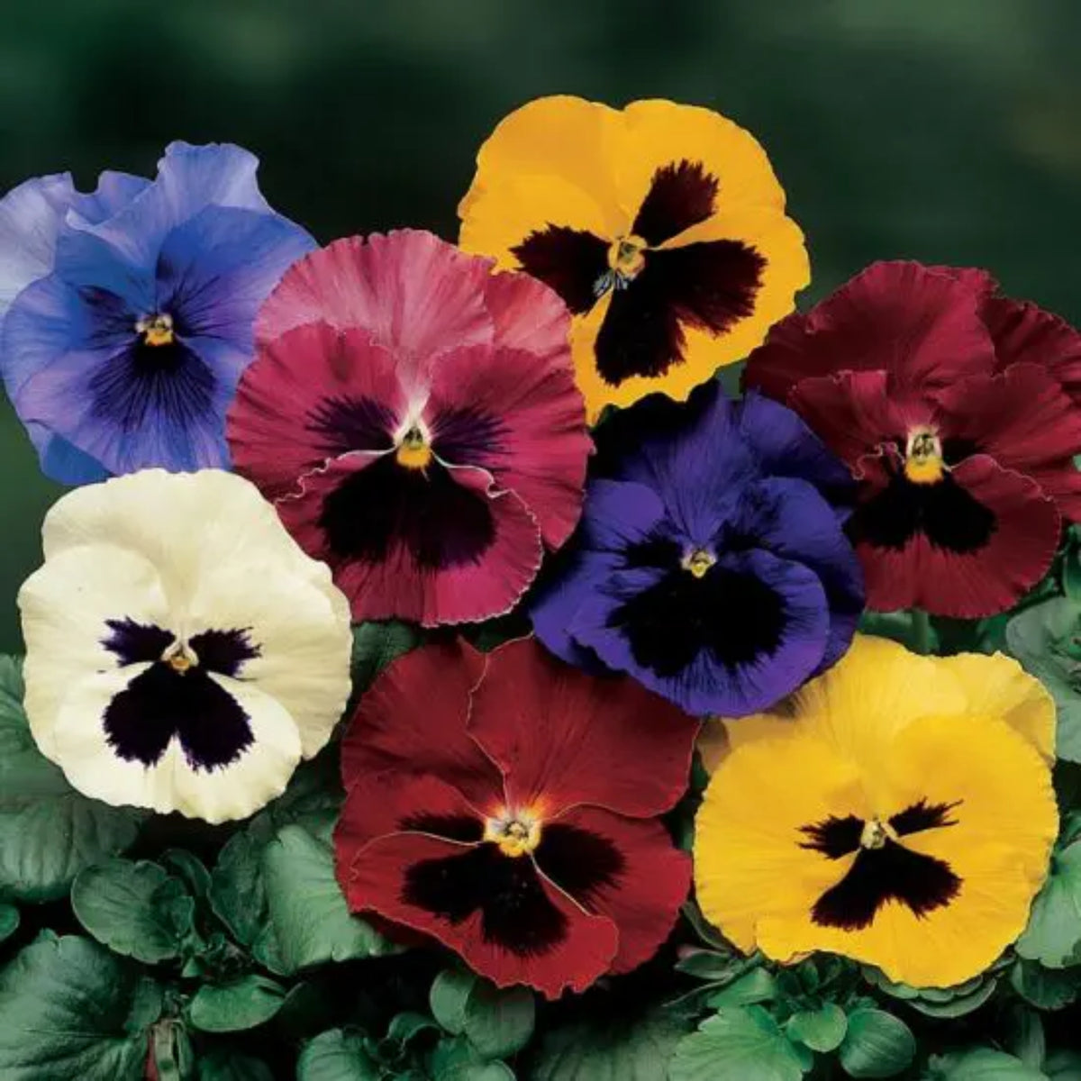 Pansy Delta Premium Mix Seeds - Cold Resistant, 25+ seeds
