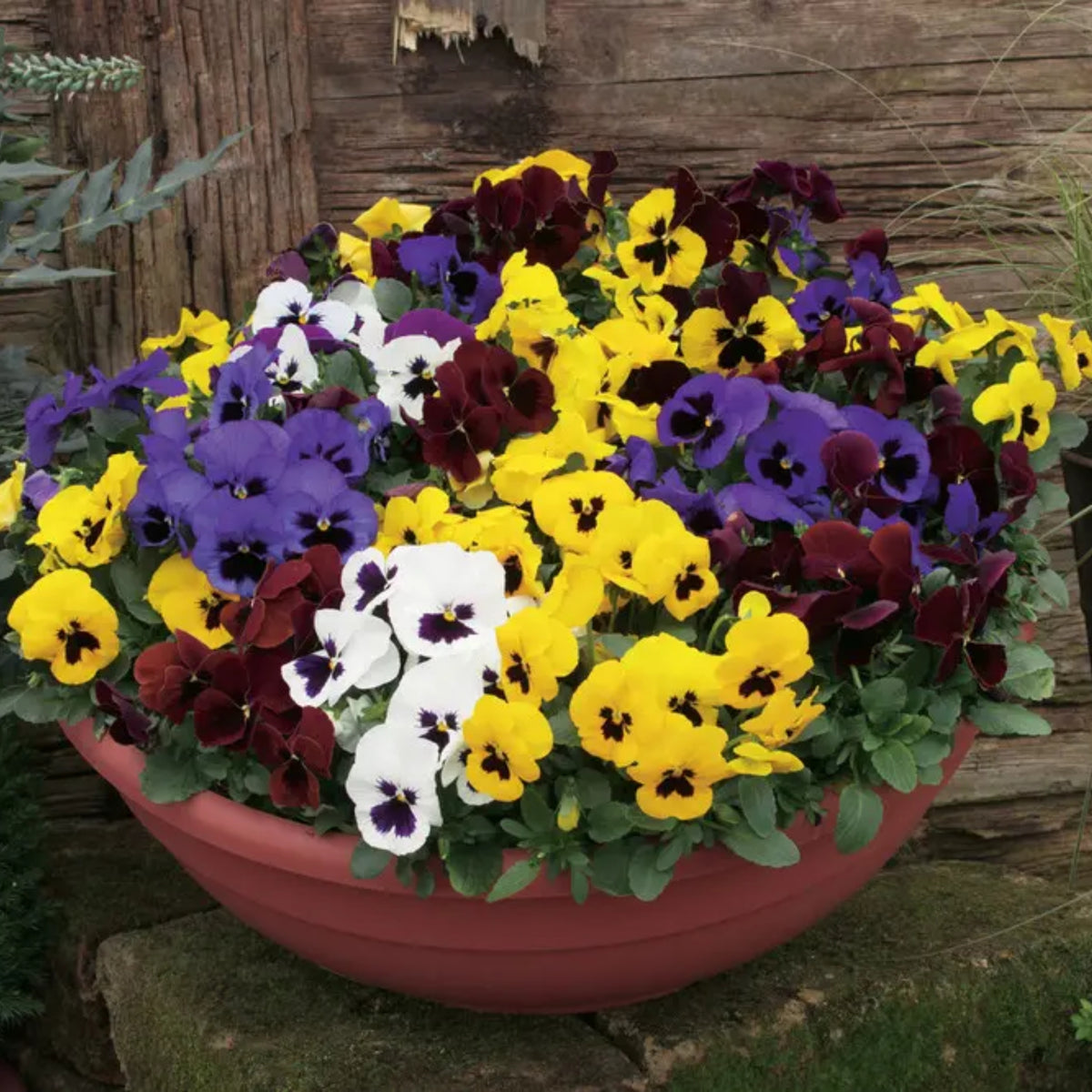 Pansy Delta Premium Mix Seeds - Cold Resistant, 25+ seeds