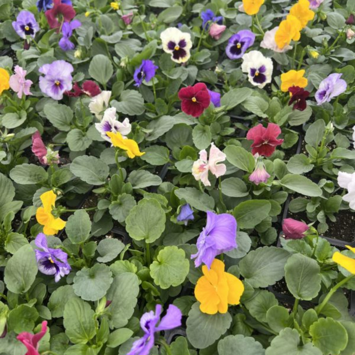 Pansy Delta Premium Mix Seeds - Cold Resistant, 25+ seeds