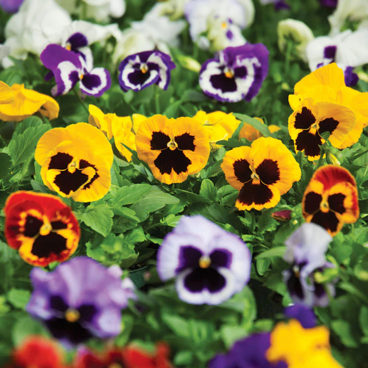 Pansy Delta Premium Mix Seeds - Cold Resistant, 25+ seeds