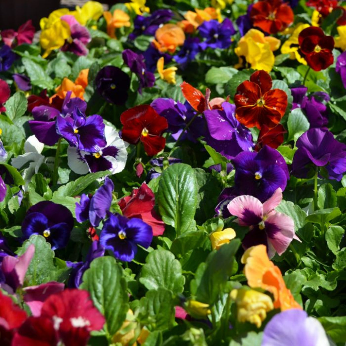 Pansy Delta Premium Mix Seeds - Cold Resistant, 25+ seeds