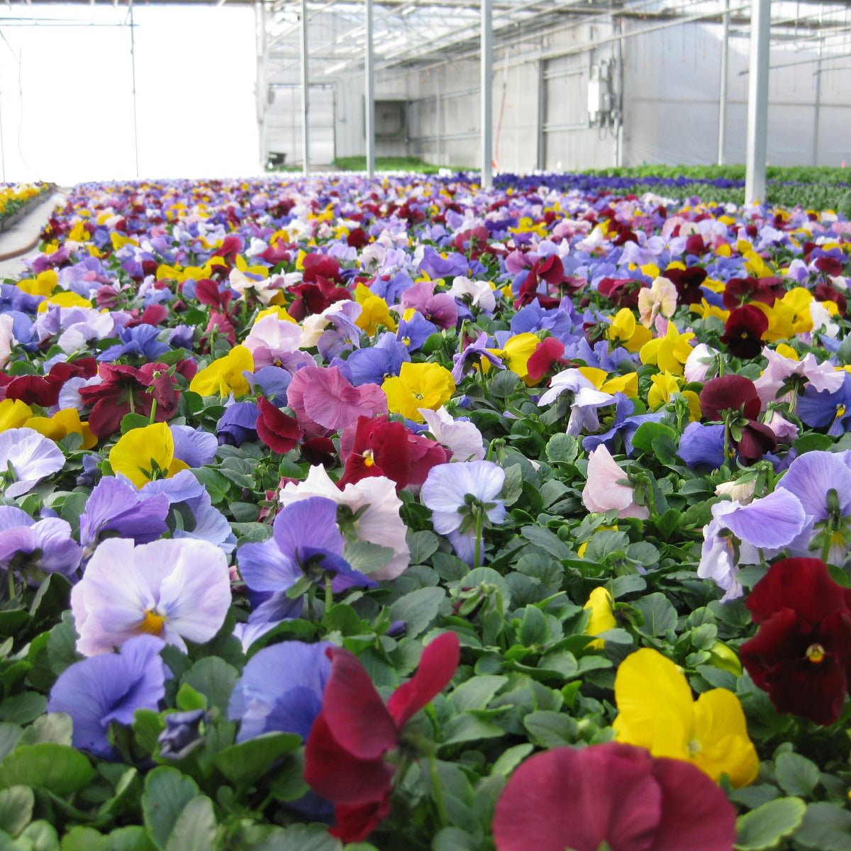 Pansy Delta Premium Mix Seeds - Cold Resistant, 25+ seeds