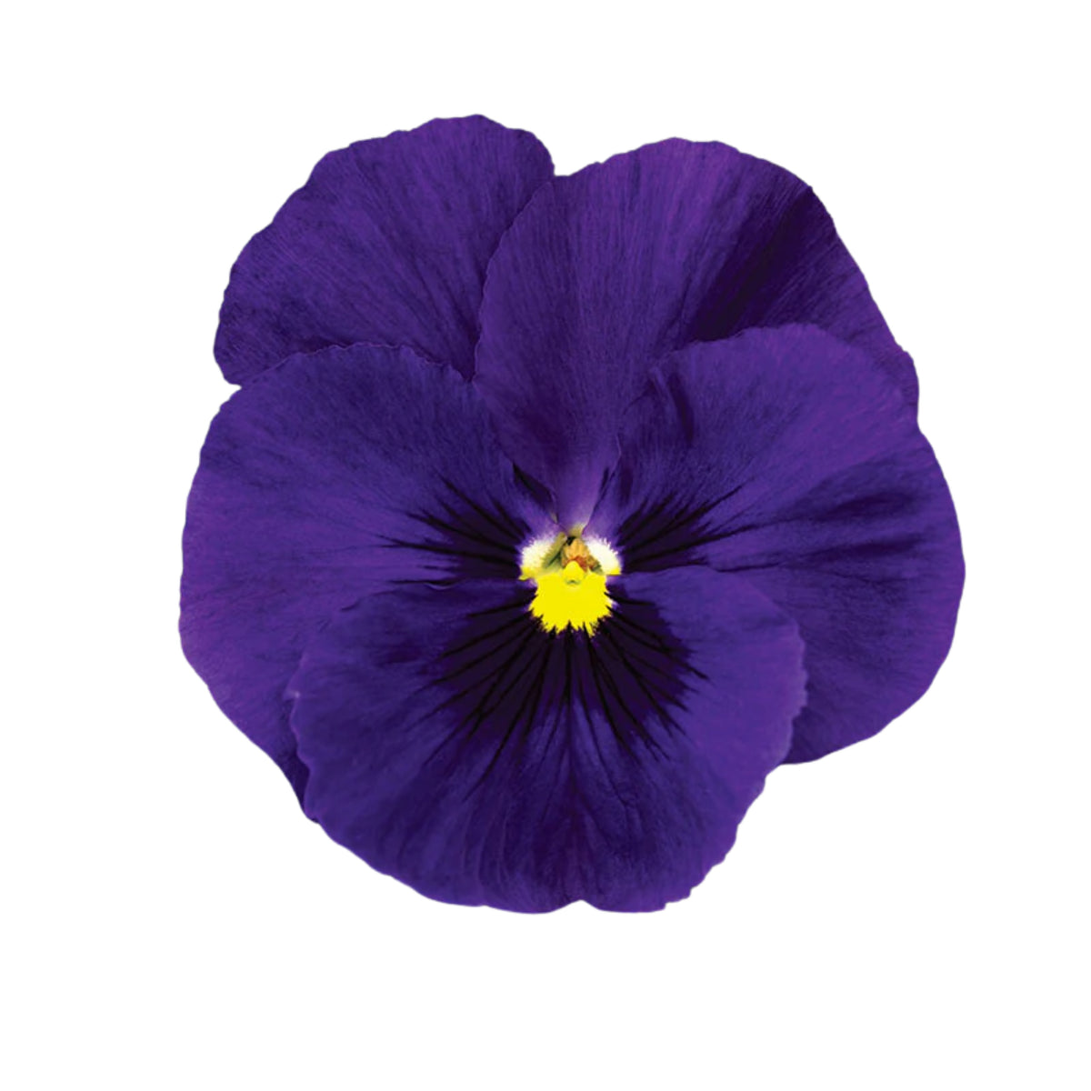 Pansy Delta Premium Mix Seeds - Cold Resistant, 25+ seeds