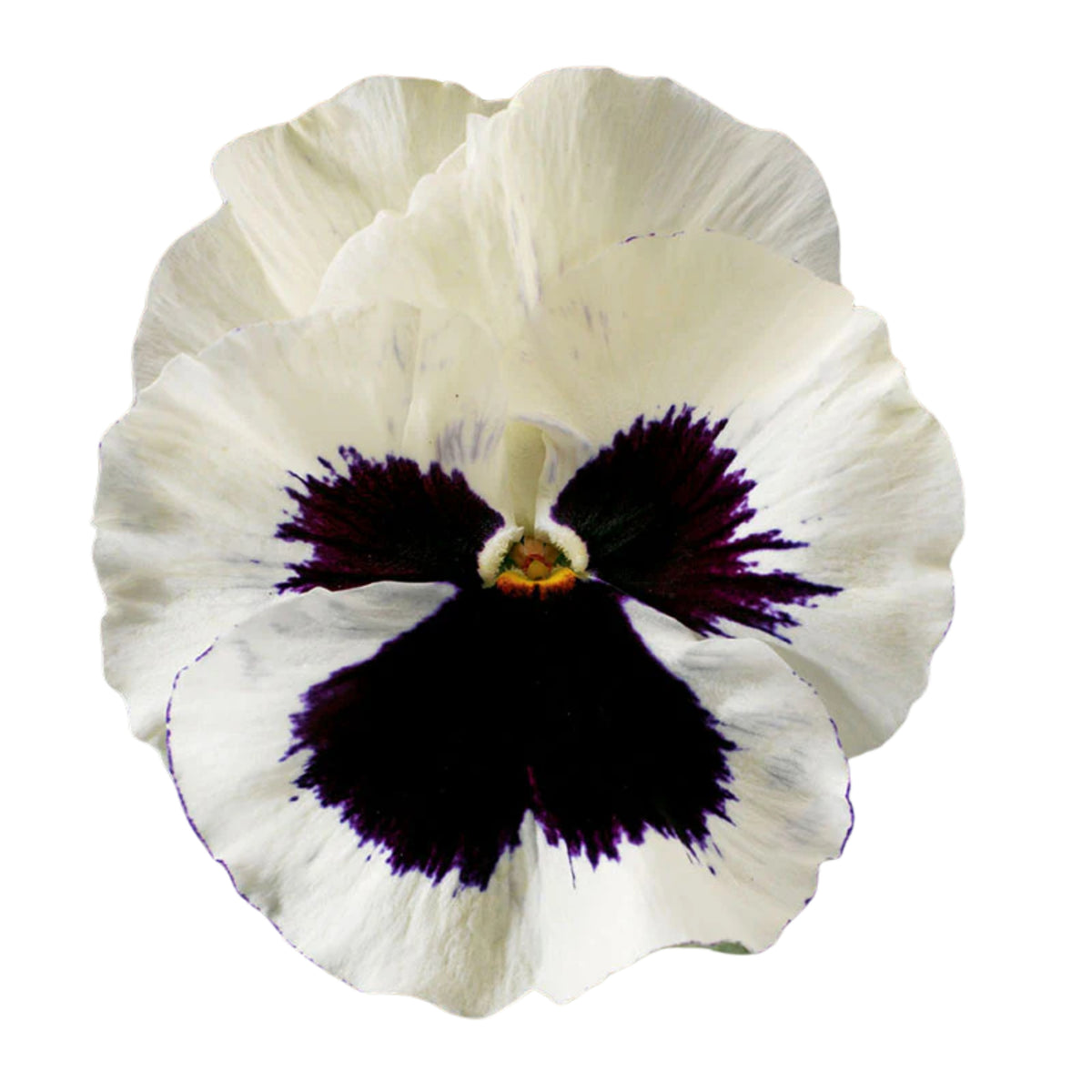 Pansy Delta Premium Mix Seeds - Cold Resistant, 25+ seeds