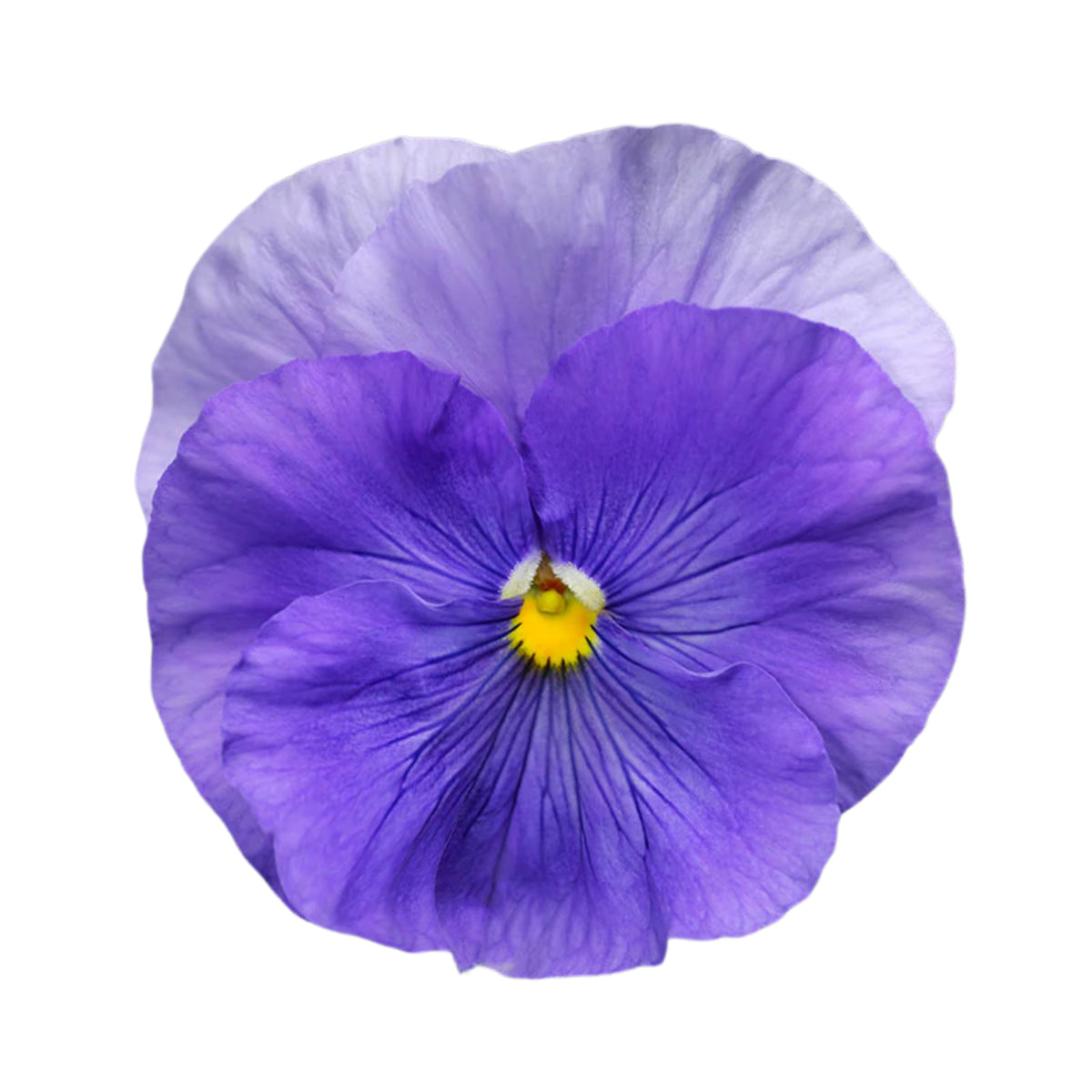 Pansy Delta Premium Mix Seeds - Cold Resistant, 25+ seeds