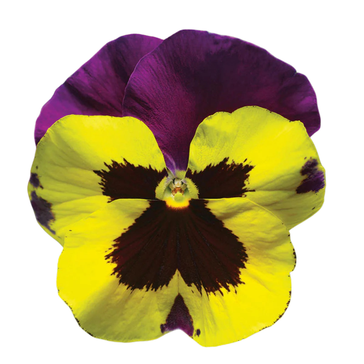 Pansy Delta Premium Mix Seeds - Cold Resistant, 25+ seeds