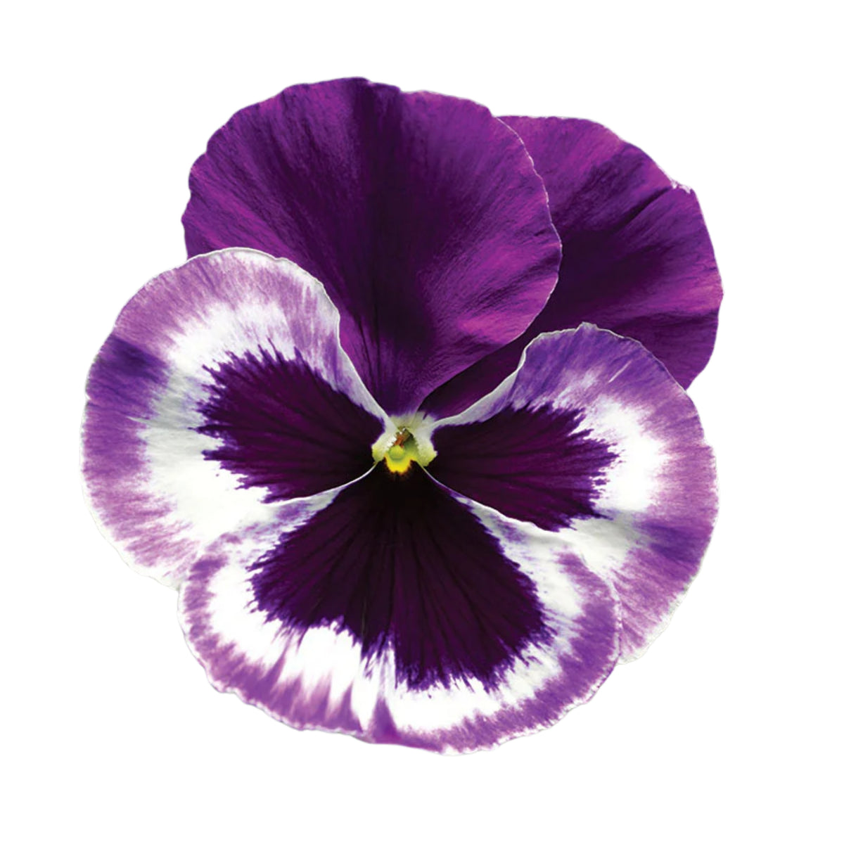 Pansy Delta Premium Mix Seeds - Cold Resistant, 25+ seeds