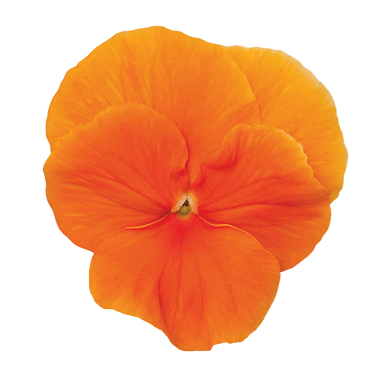 Pansy Delta Premium Mix Seeds - Cold Resistant, 25+ seeds