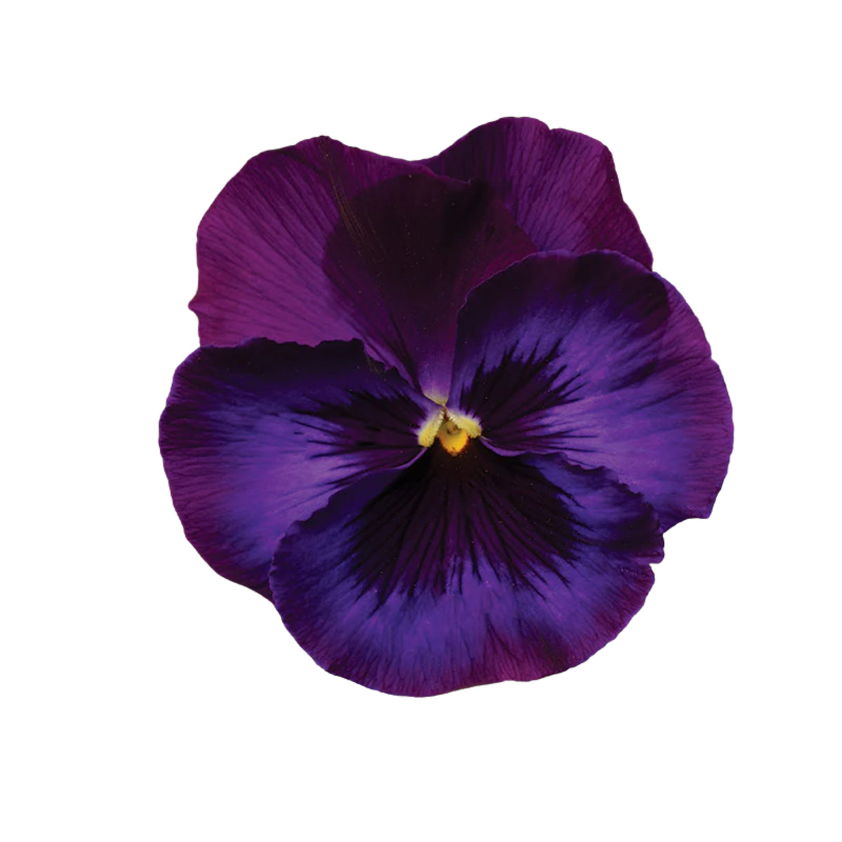 Pansy Delta Premium Mix Seeds - Cold Resistant, 25+ seeds