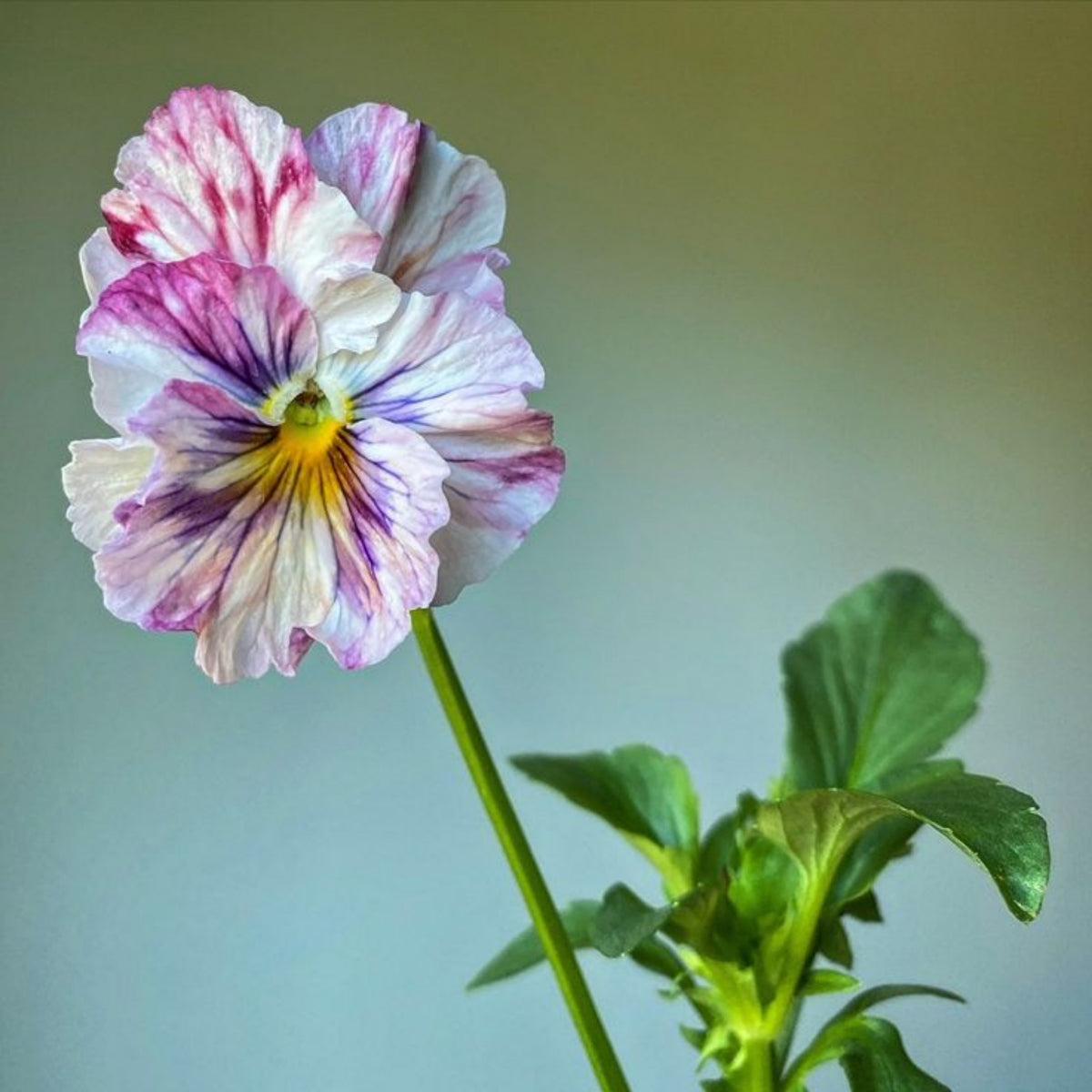 Chianti Mix Pansy Seeds - Cold Resistant, Drought Resistant, 25+ seeds