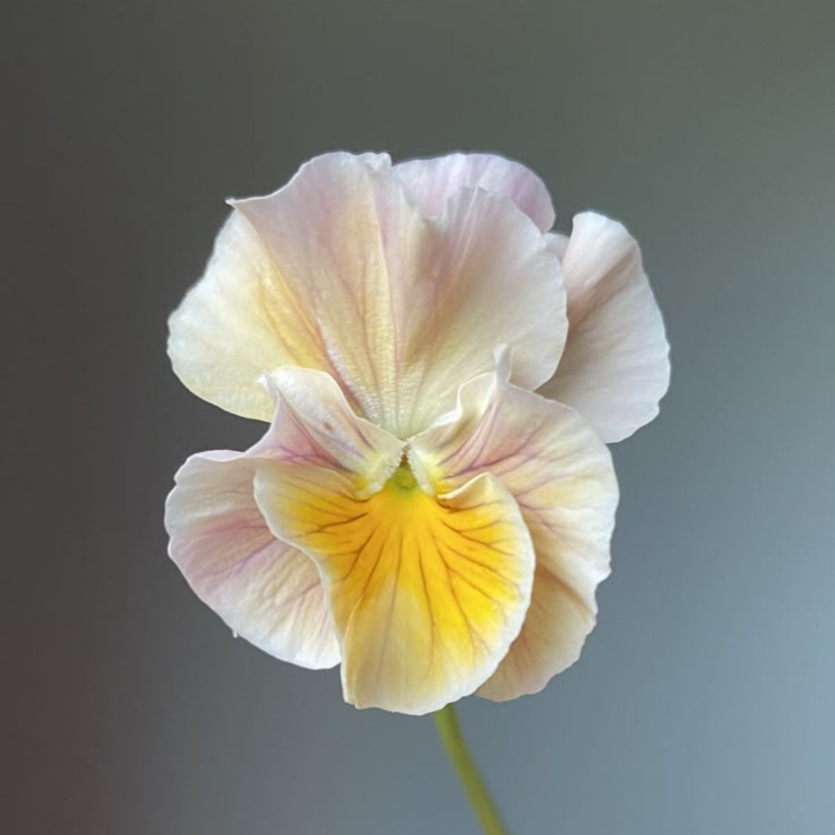 Chianti Mix Pansy Seeds - Cold Resistant, Drought Resistant, 25+ seeds