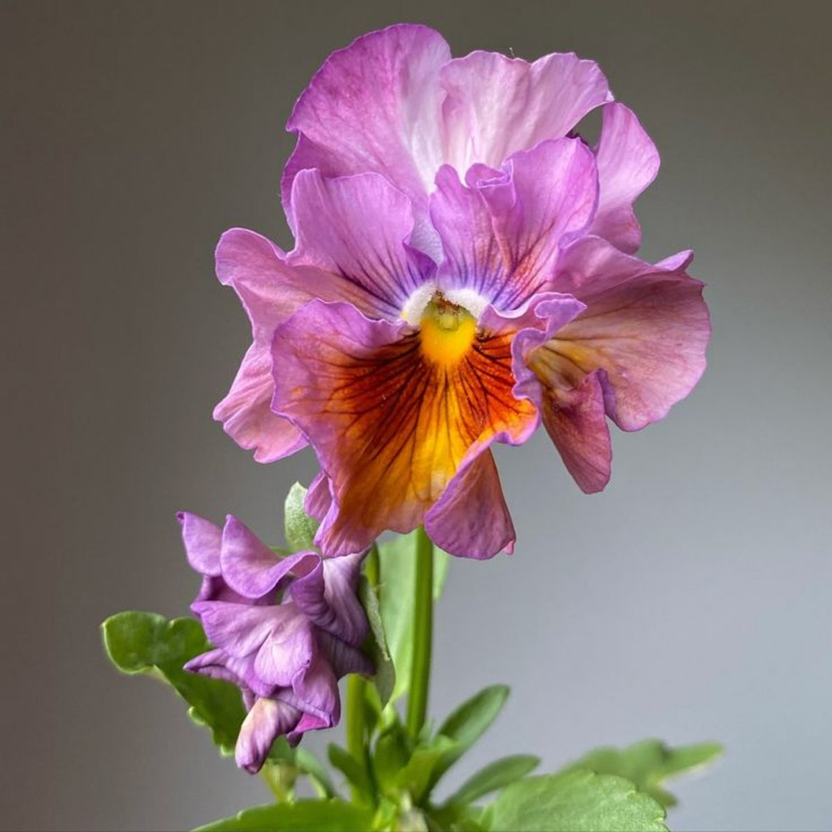 Chianti Mix Pansy Seeds - Cold Resistant, Drought Resistant, 25+ seeds