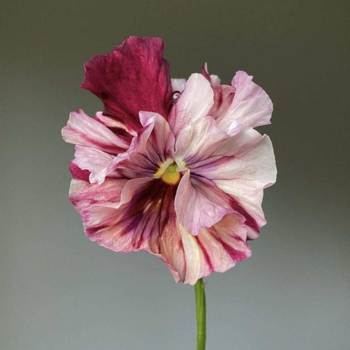Chianti Mix Pansy Seeds - Cold Resistant, Drought Resistant, 25+ seeds