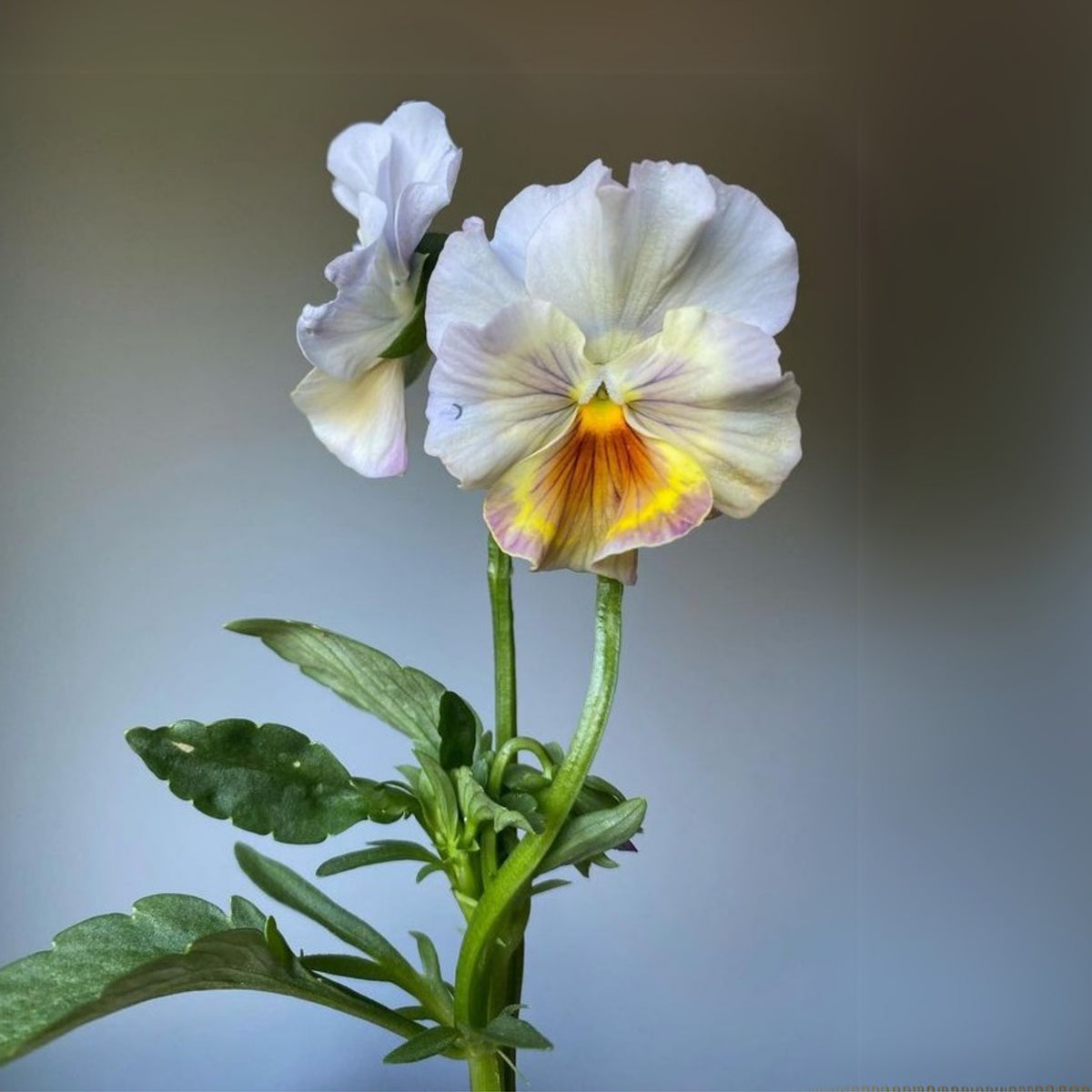 Chianti Mix Pansy Seeds - Cold Resistant, Drought Resistant, 25+ seeds