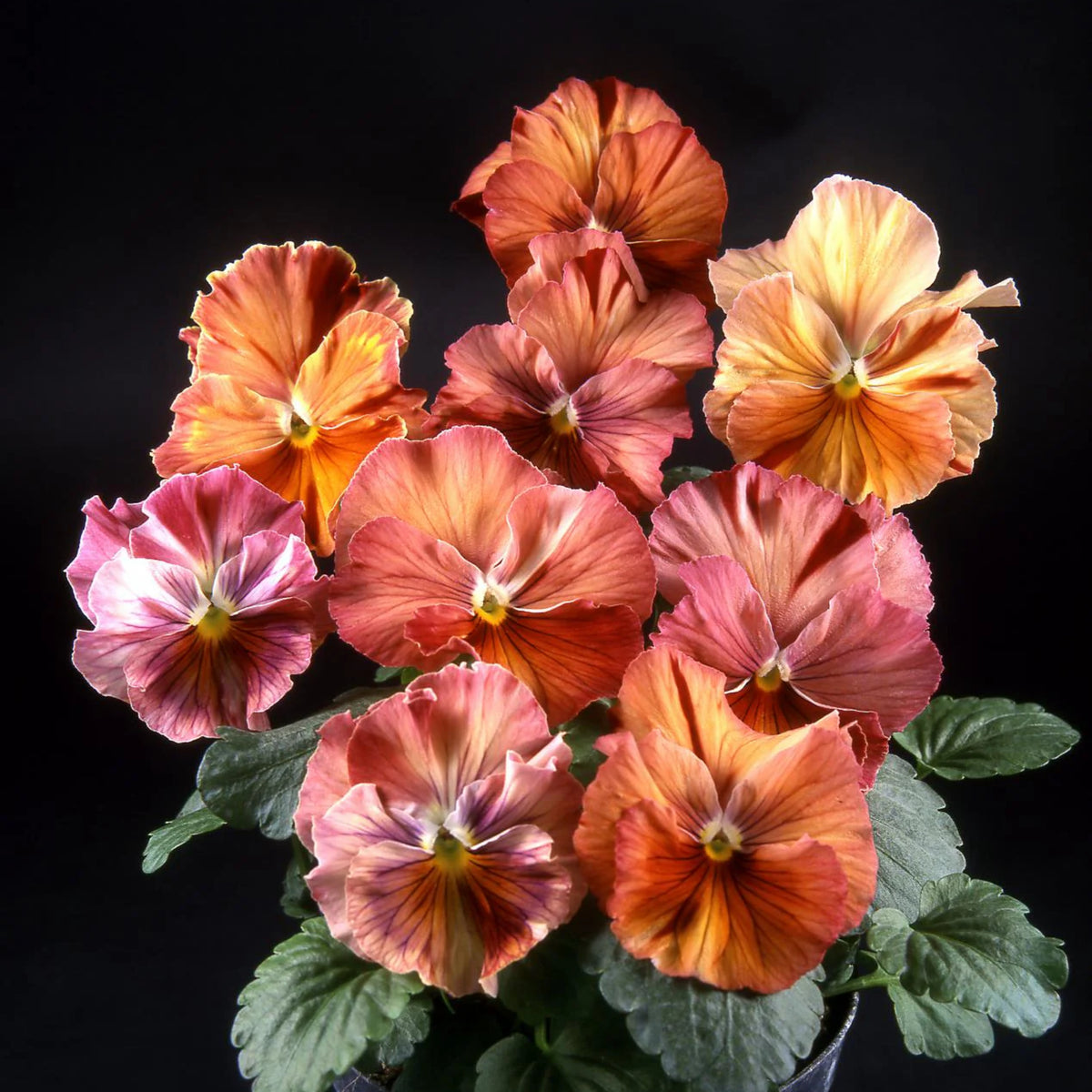 Chianti Mix Pansy Seeds - Cold Resistant, Drought Resistant, 25+ seeds