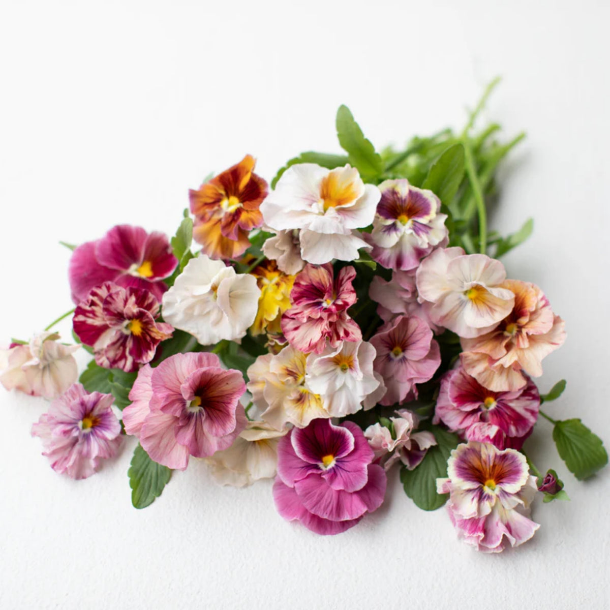 Chianti Mix Pansy Seeds - Cold Resistant, Drought Resistant, 25+ seeds