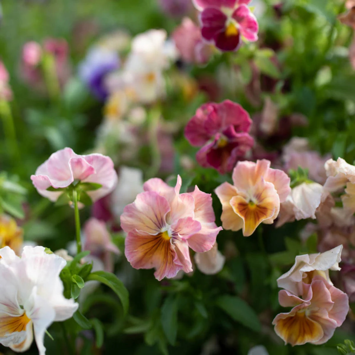 Chianti Mix Pansy Seeds - Cold Resistant, Drought Resistant, 25+ seeds